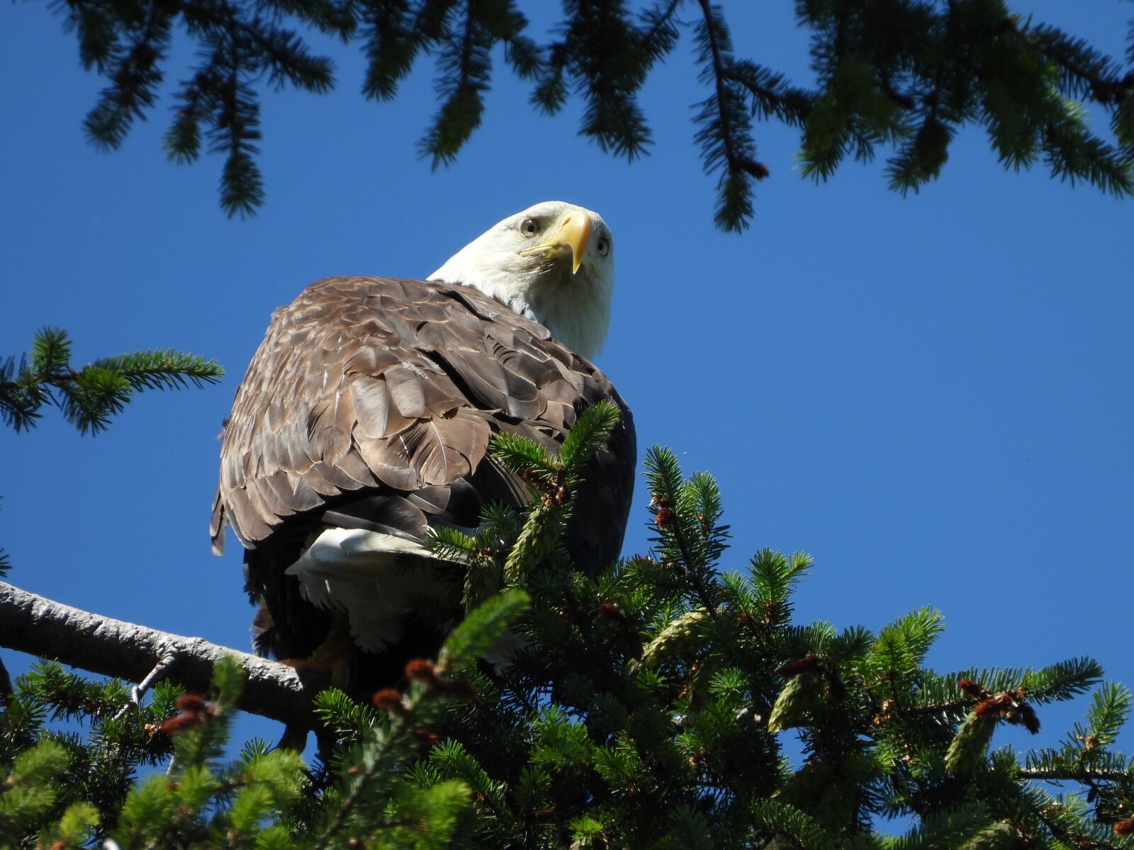 Nikon Coolpix P1000 sample photo. Bald eagle, bird, wild photography