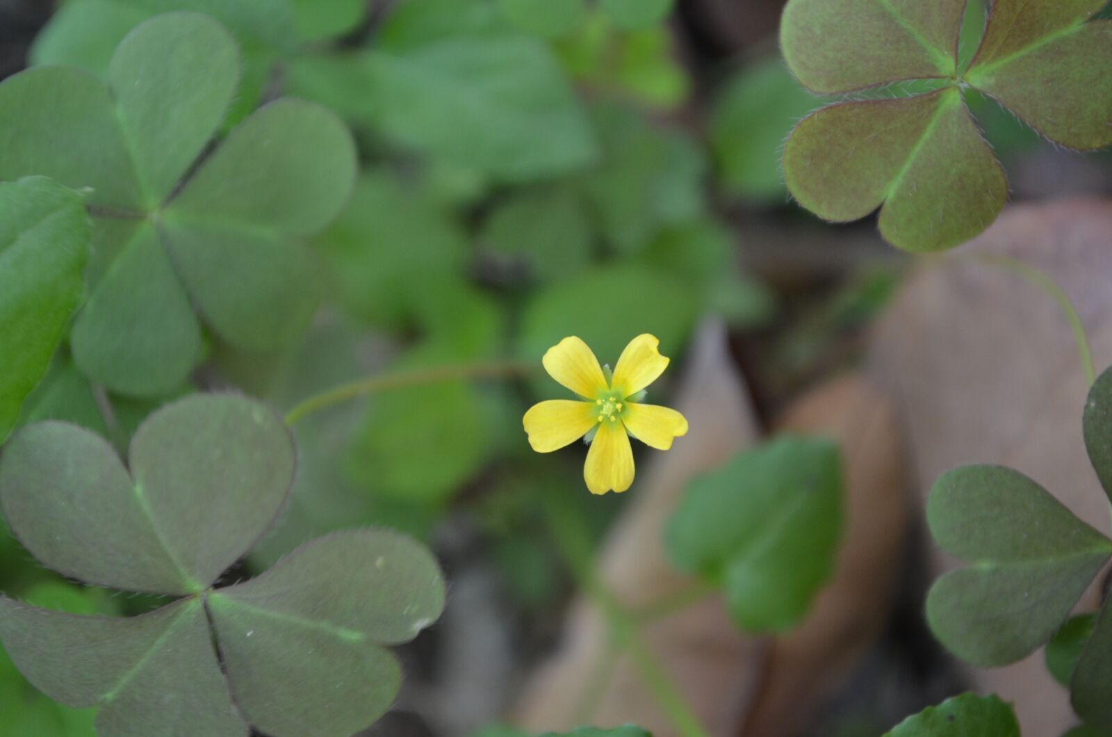Nikon D5100 sample photo. Yellow, wild flowers, green photography