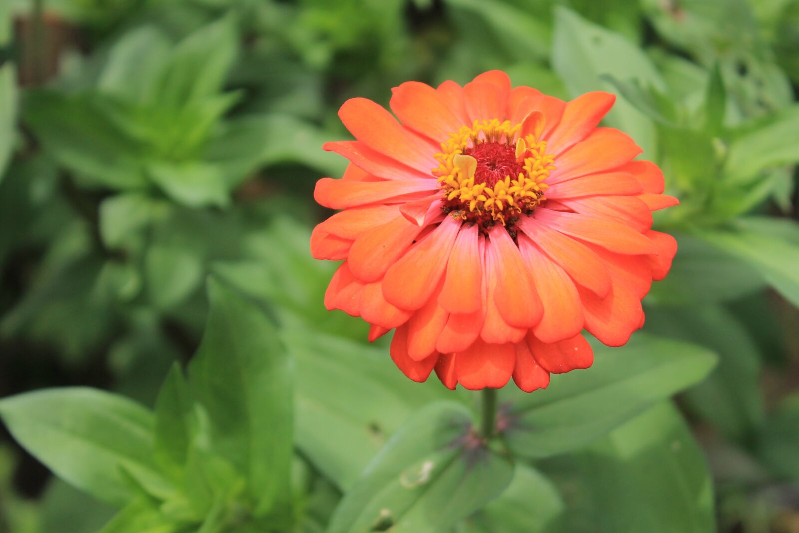 Canon EOS 1100D (EOS Rebel T3 / EOS Kiss X50) sample photo. Zinia, orange, flower photography