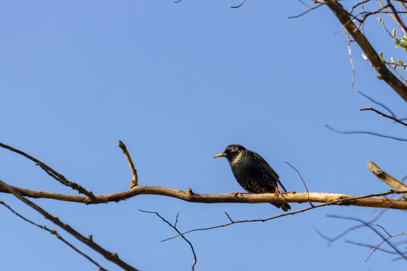 Canon EF75-300mm f/4-5.6 sample photo. Starling, rig f l photography