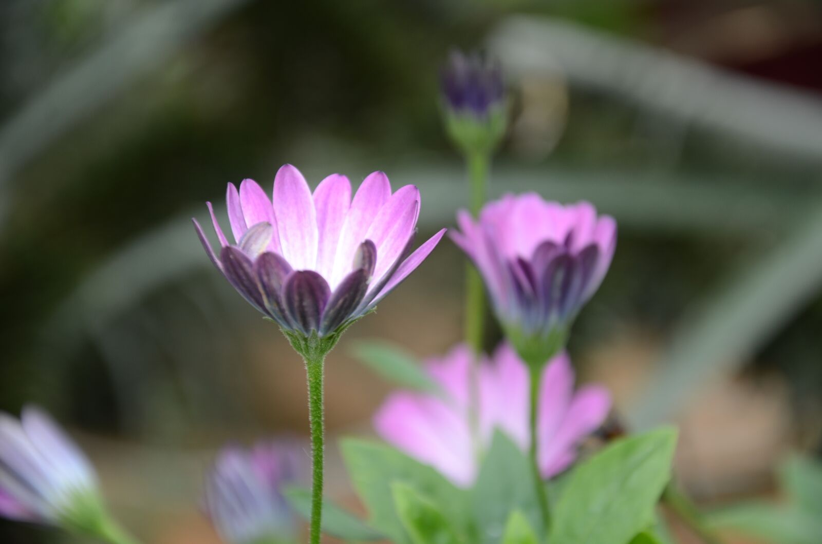 Nikon D7000 sample photo. Flower, the leaves, spike photography