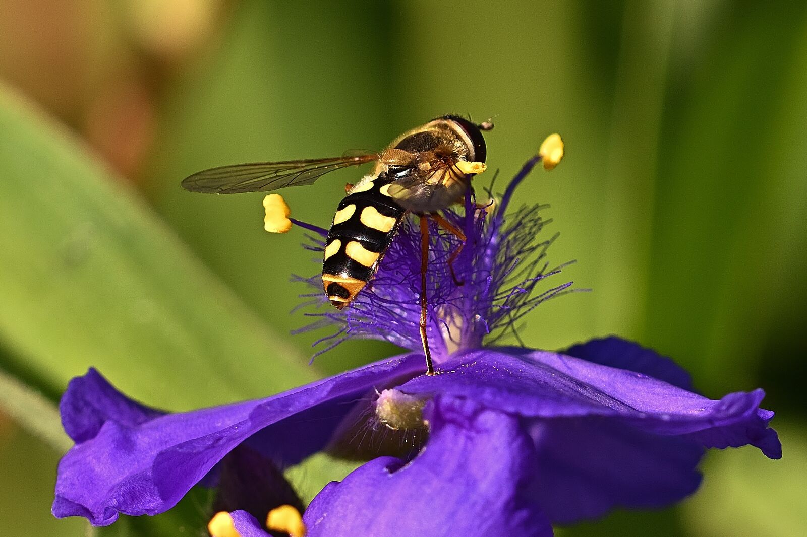 Nikon D5200 sample photo. Pollination, hoverfly, flower photography