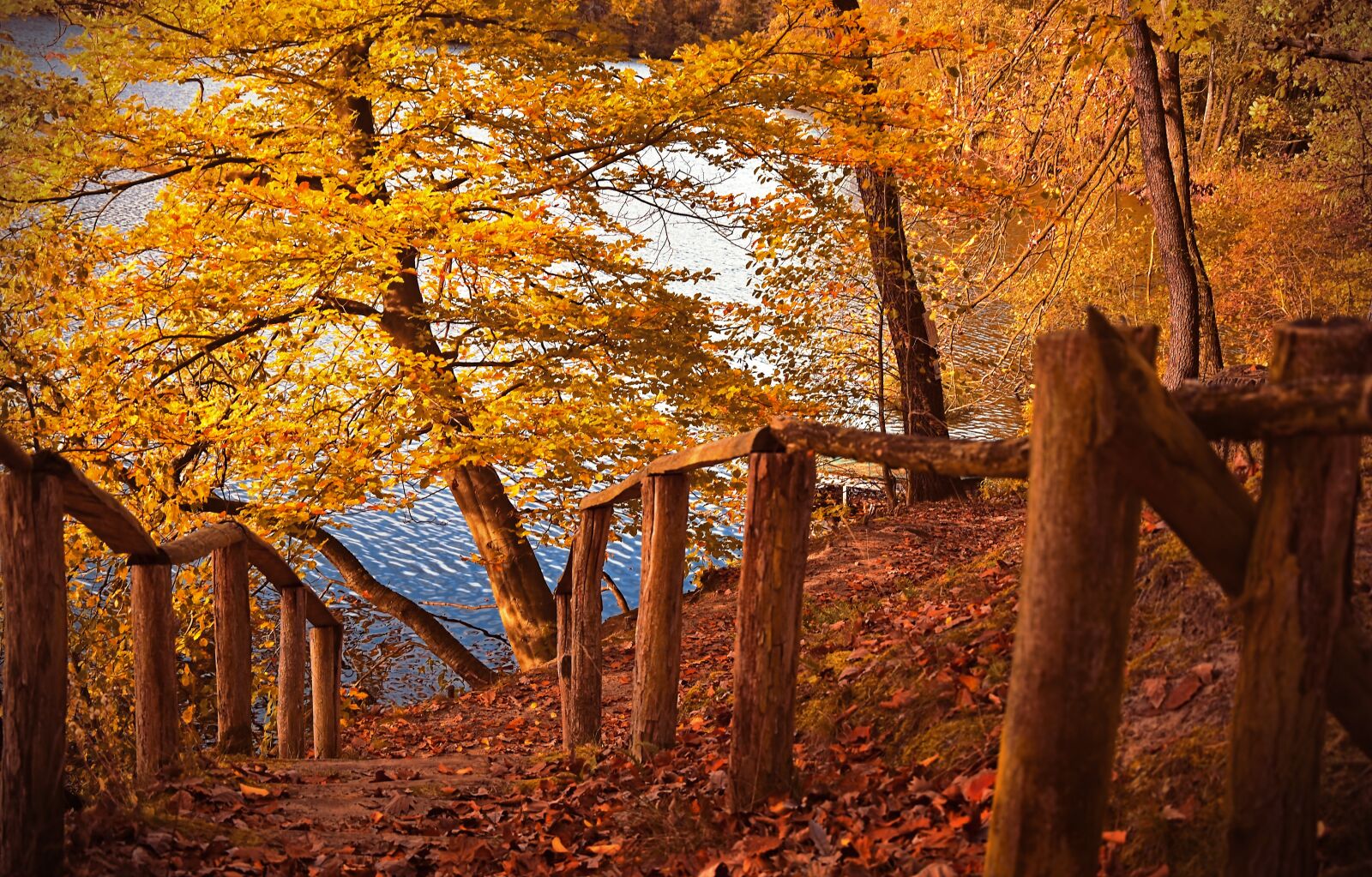 Nikon D5600 sample photo. Tree, deciduous tree, fall photography