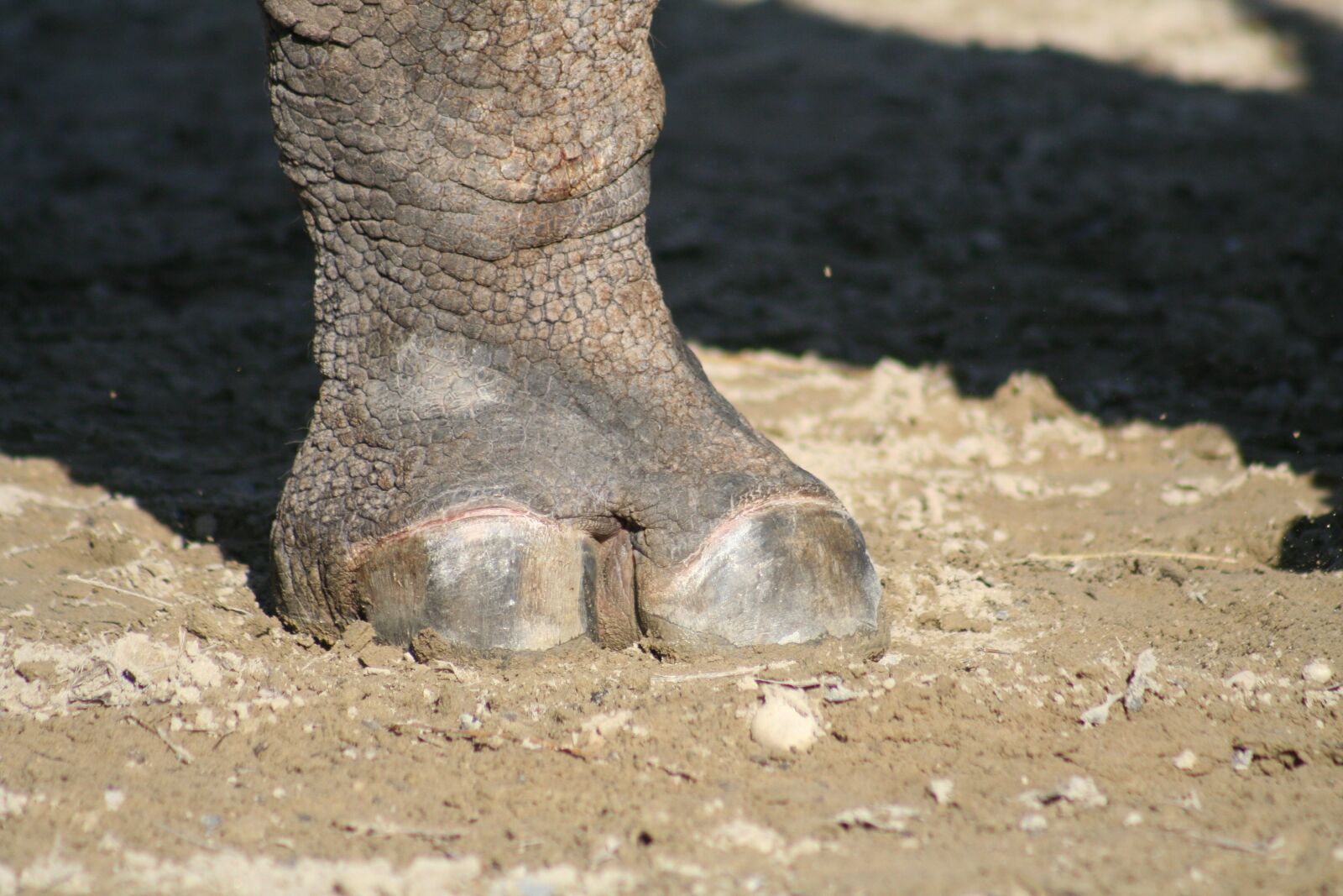 Canon EOS 350D (EOS Digital Rebel XT / EOS Kiss Digital N) sample photo. Foot, rhino, masher photography