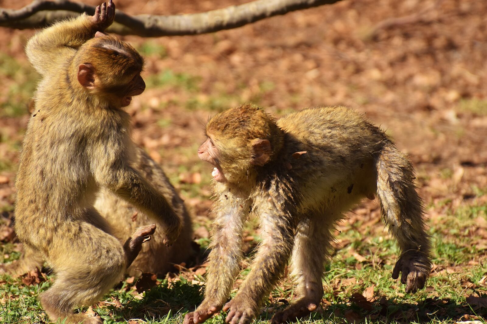 Nikon D7200 sample photo. Berber monkeys, play, cute photography