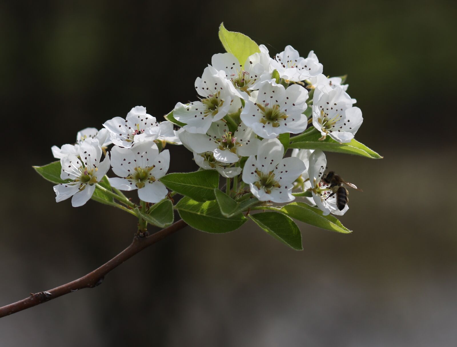 Canon EOS 700D (EOS Rebel T5i / EOS Kiss X7i) + Canon EF 85mm F1.8 USM sample photo. Flowers, white, tree photography