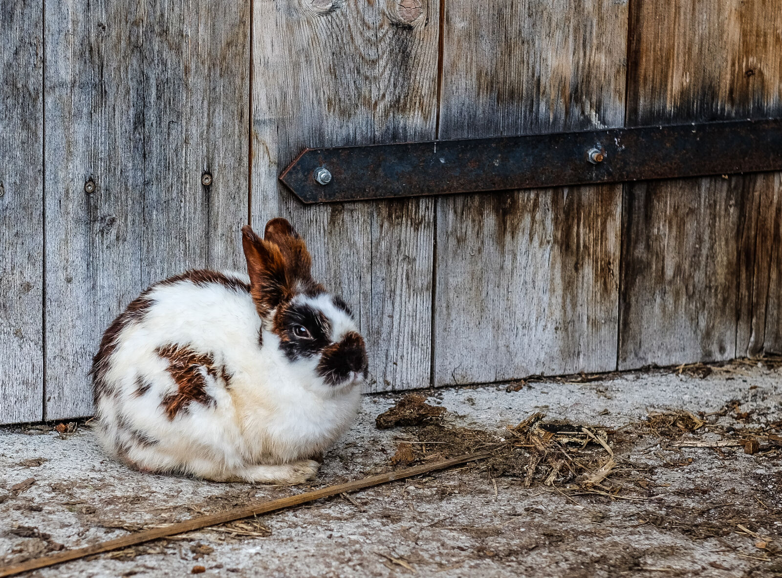 Fujifilm XF 56mm F1.2 R sample photo. Door, rabbit photography