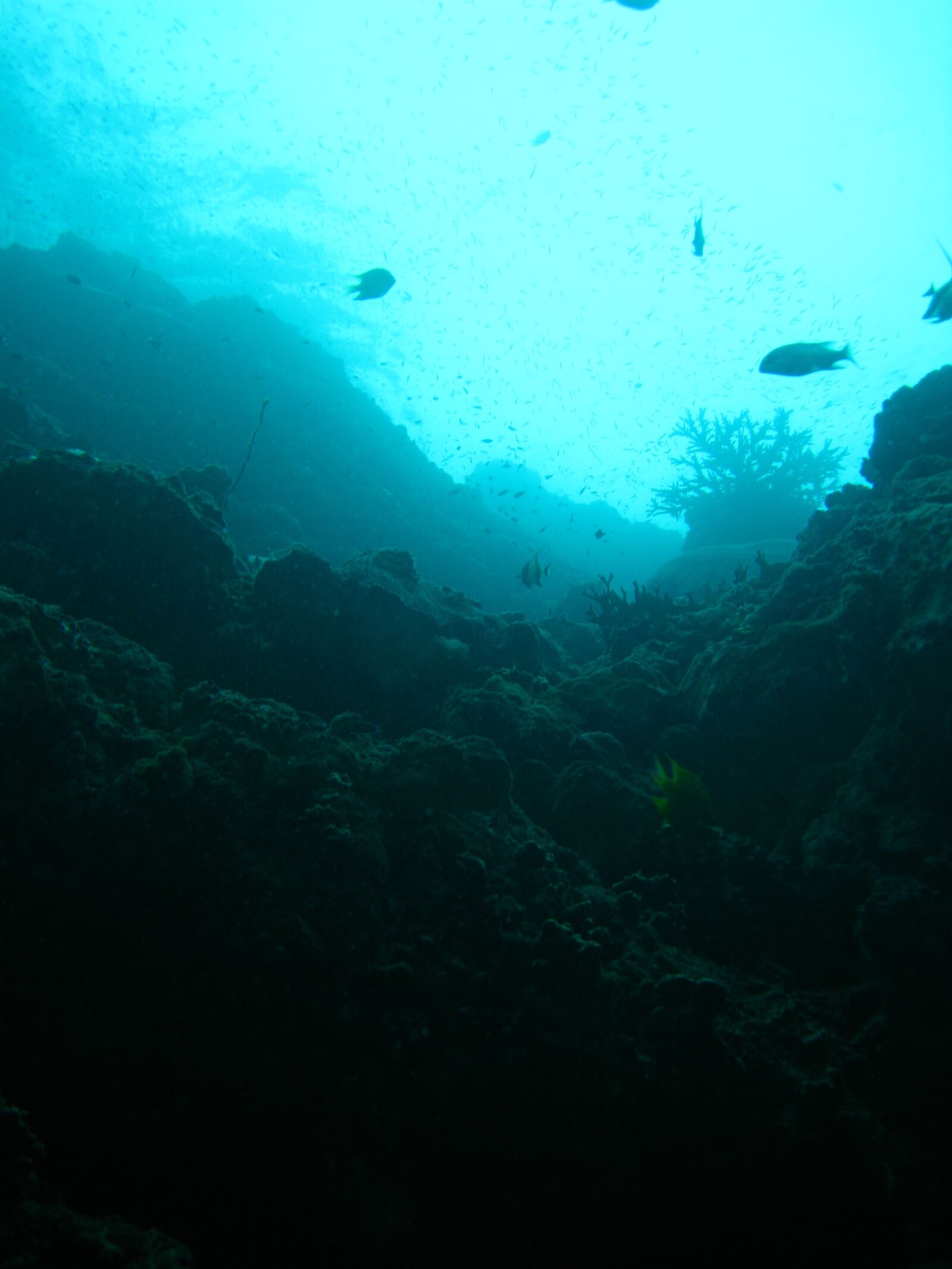Canon DIGITAL IXUS 960 IS sample photo. Underwater, fish, ocean photography