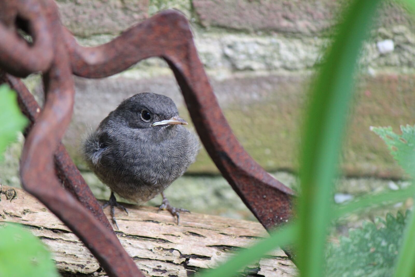 Canon EF-S 55-250mm F4-5.6 IS II sample photo. Bird, nature, outdoor photography