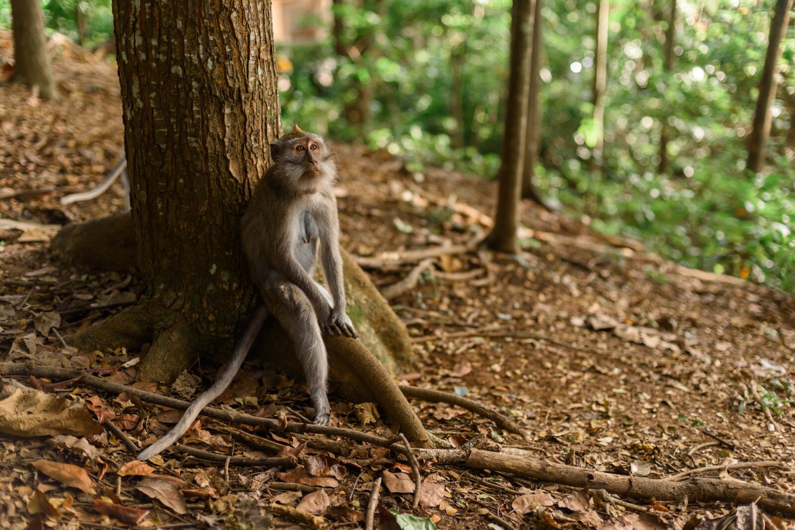 Nikon D750 sample photo. Monkey, tree, park photography