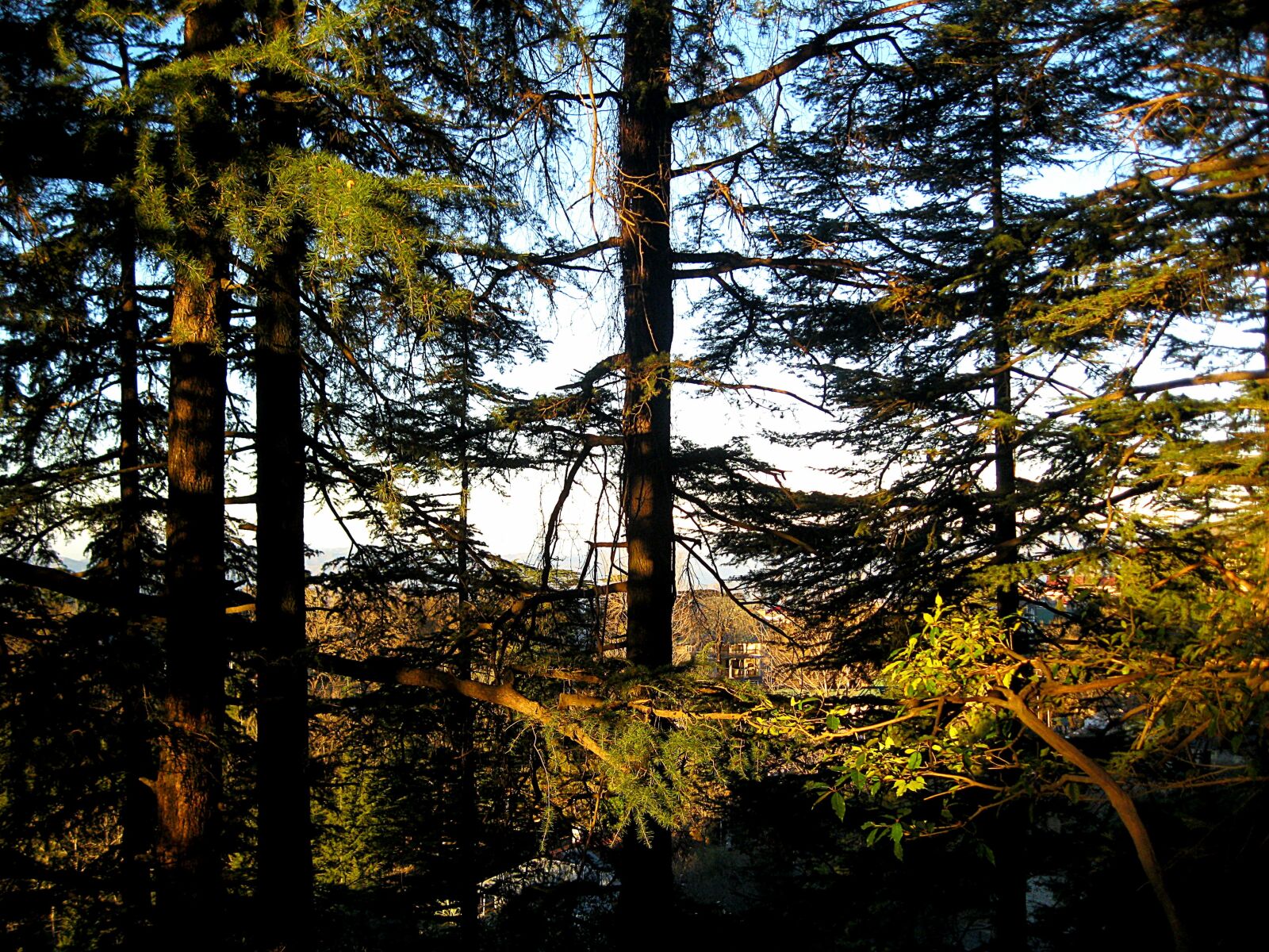 Canon PowerShot A3000 IS sample photo. Tree, sunrise, landscape photography