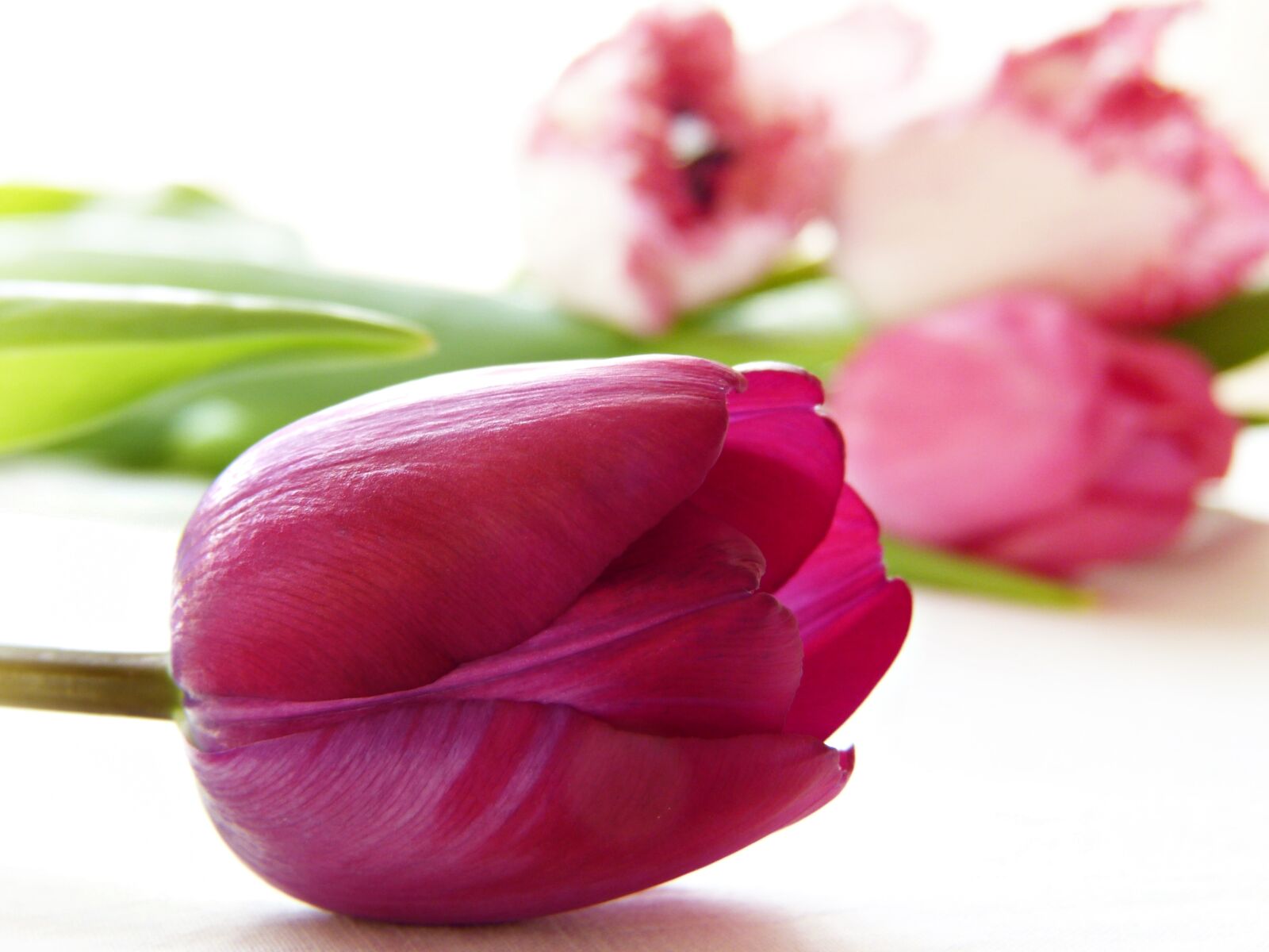 Panasonic Lumix DMC-FZ150 sample photo. Tulip, blossom, bloom photography