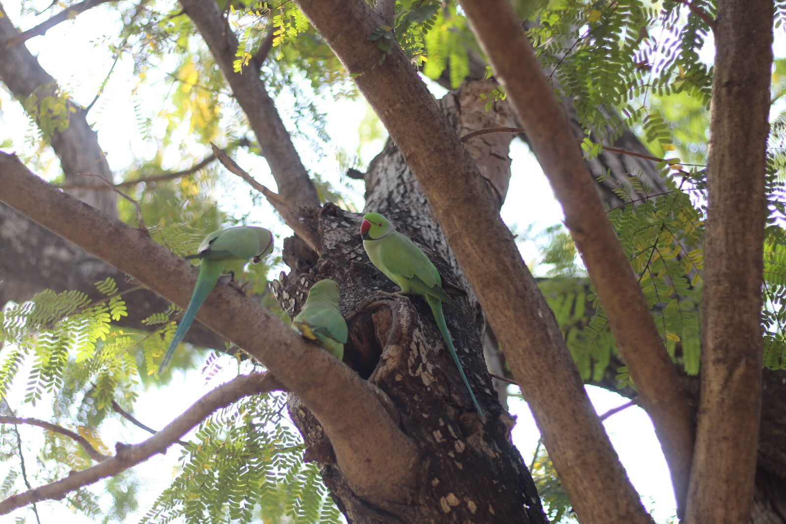 Canon EOS 4000D (EOS Rebel T100 / EOS 3000D) sample photo. Parrots 🐦 photography