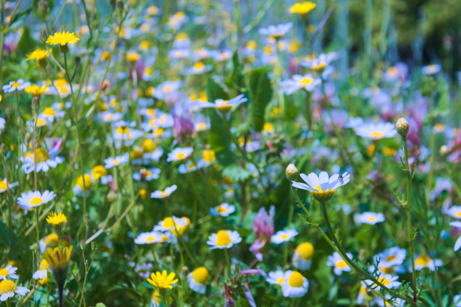Nikon D3300 sample photo. Springtime, flowers, nature photography