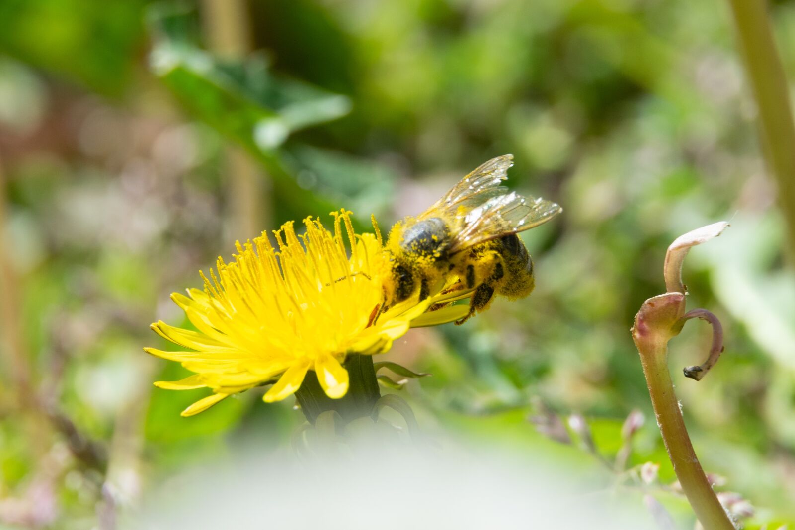 Nikon D3300 sample photo. Bee, flower, garden photography