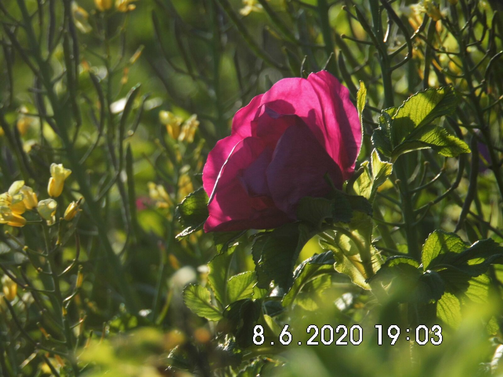MEDION MD86929 sample photo. Spring, color, nature photography