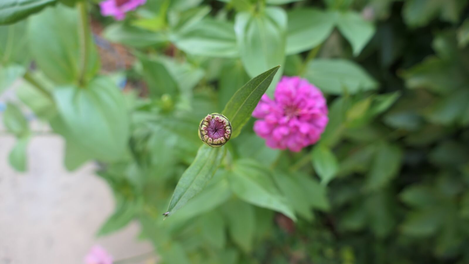 Panasonic DC-FZ10002 sample photo. Bud, flowers, zinnia photography