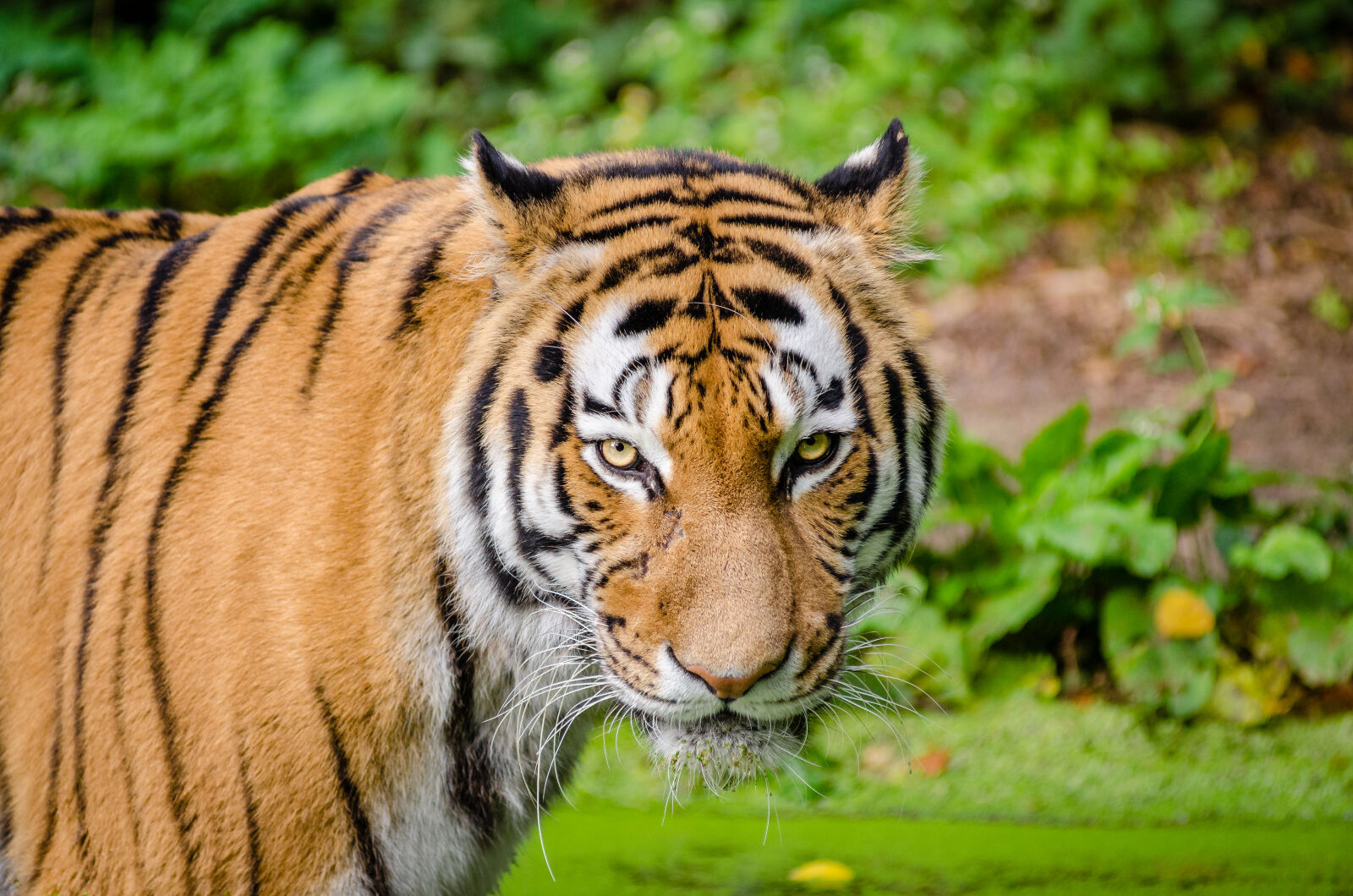 AF Zoom-Nikkor 80-200mm f/2.8 ED sample photo. Bengal, tiger, on, green photography