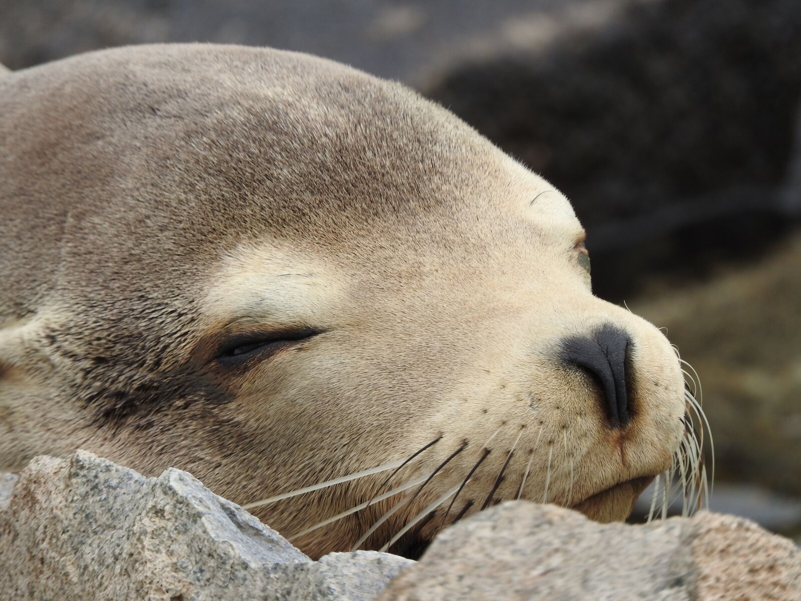 Nikon Coolpix P610 sample photo. Seal, animal photography
