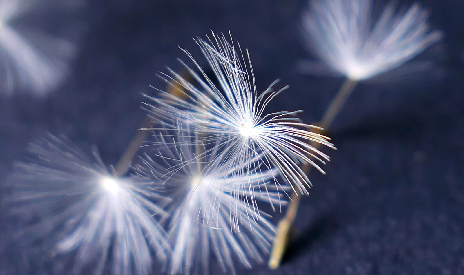 Panasonic Lumix DMC-LX10 (Lumix DMC-LX15) sample photo. Nature, dandelion, flower photography