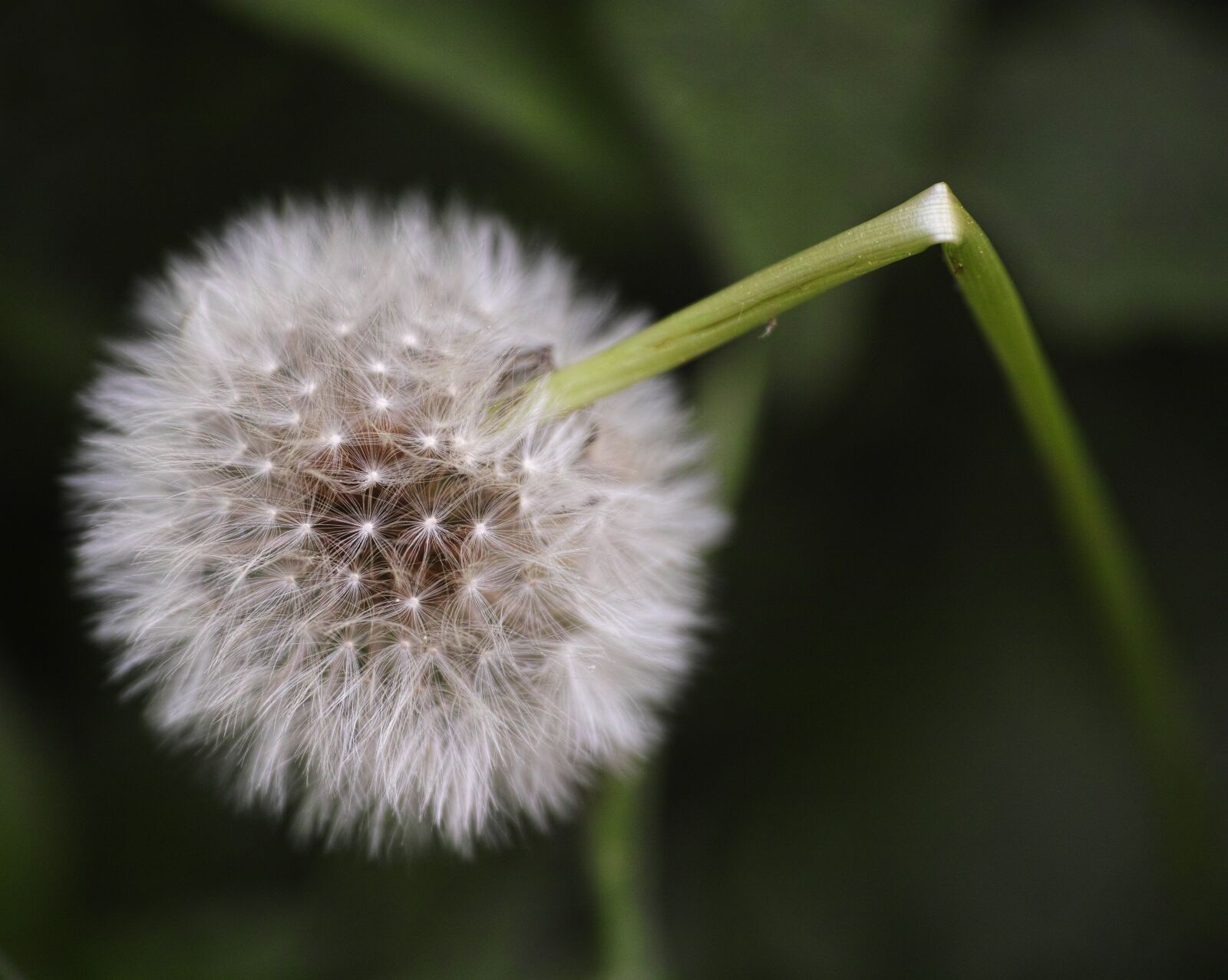 Sigma DP3 Merrill sample photo. Flower, spring, flowers photography