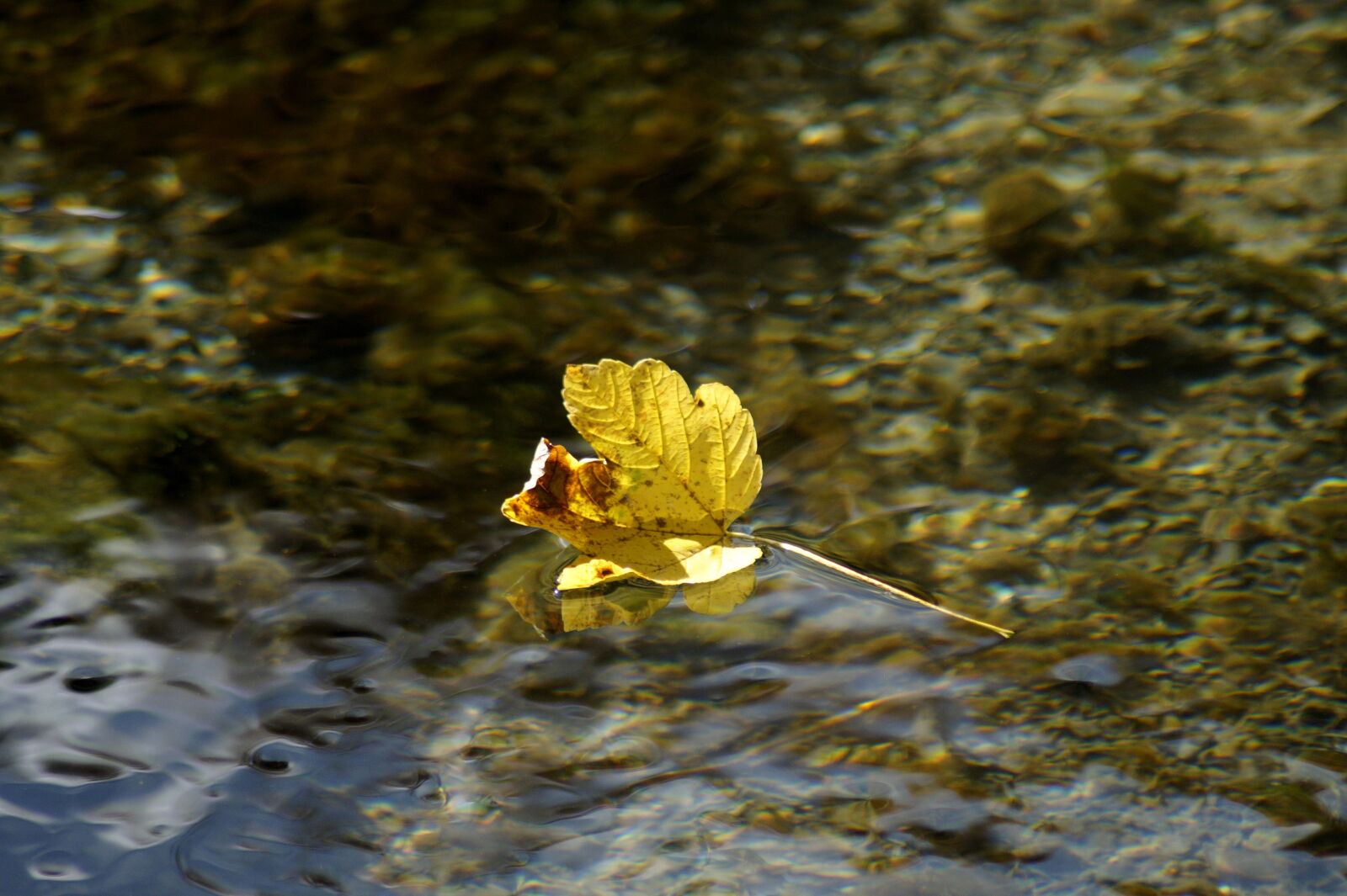 Sony SLT-A58 sample photo. River, leaf, autumn photography