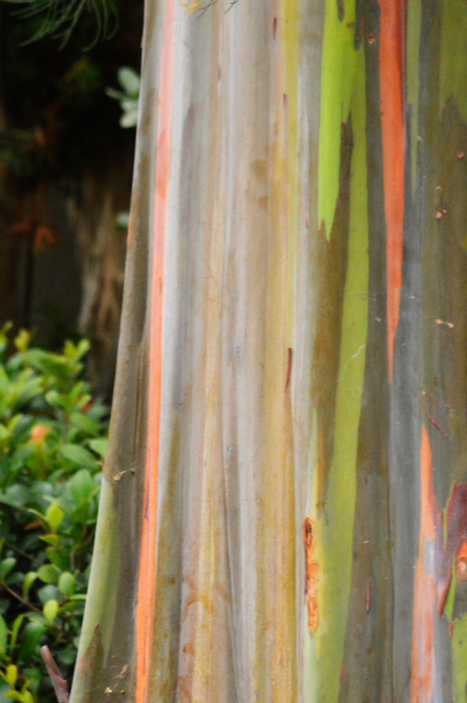 Nikon D3200 sample photo. Tree, tree trunk, rainbow photography