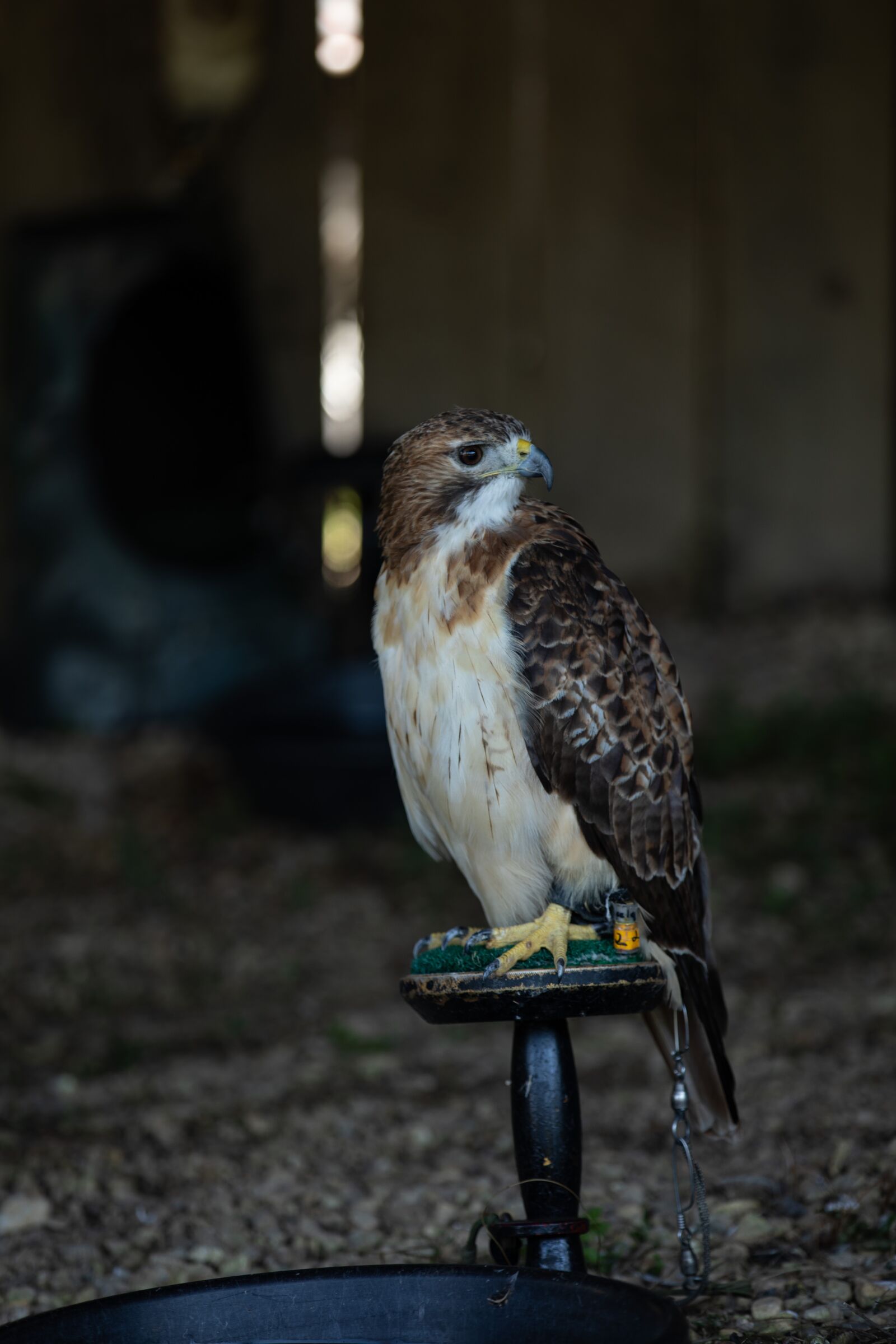 Canon EOS 5D Mark IV sample photo. Bird, nature, predator photography