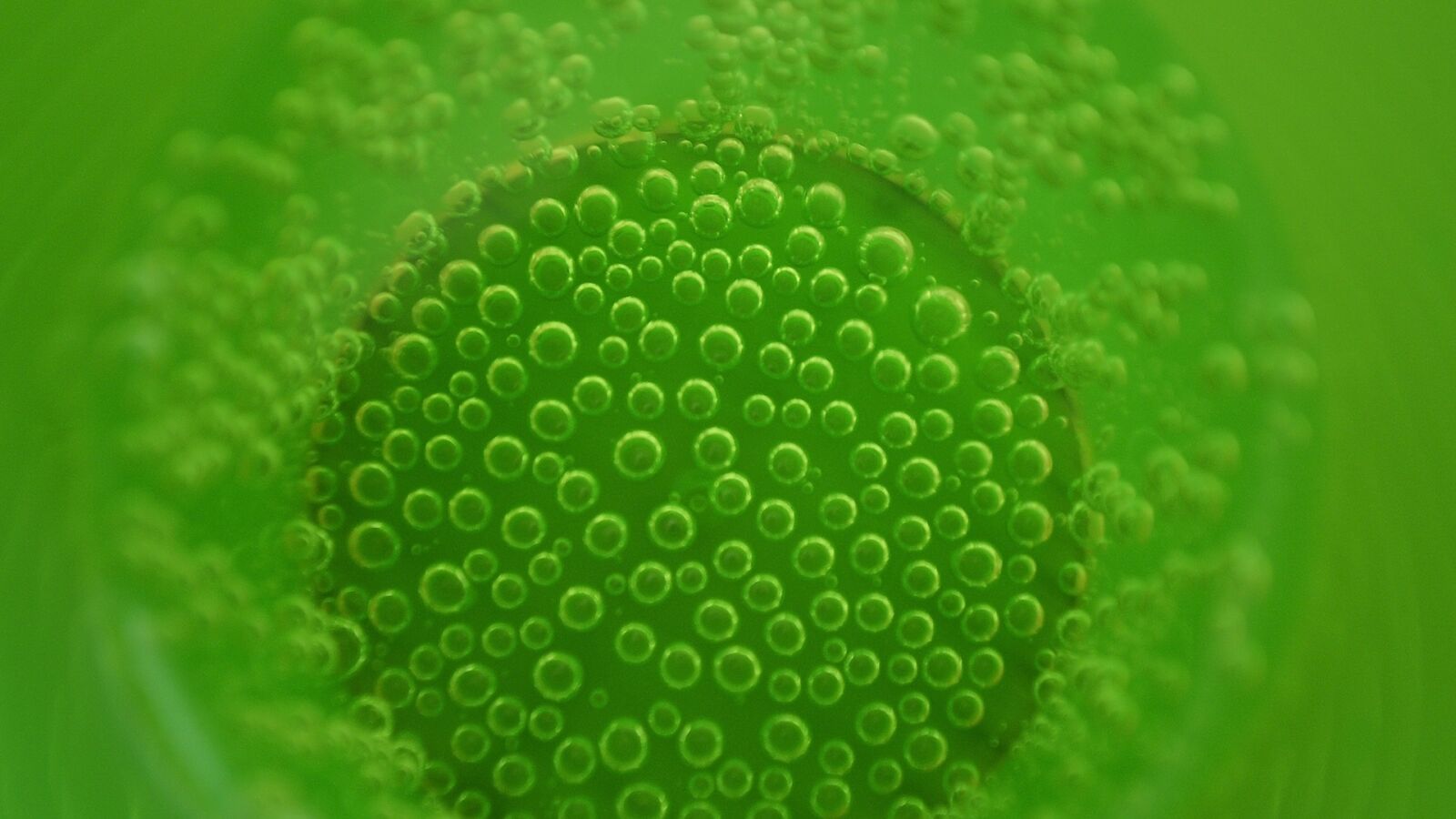 Nikon D3200 sample photo. Green, bubbly, macro photography