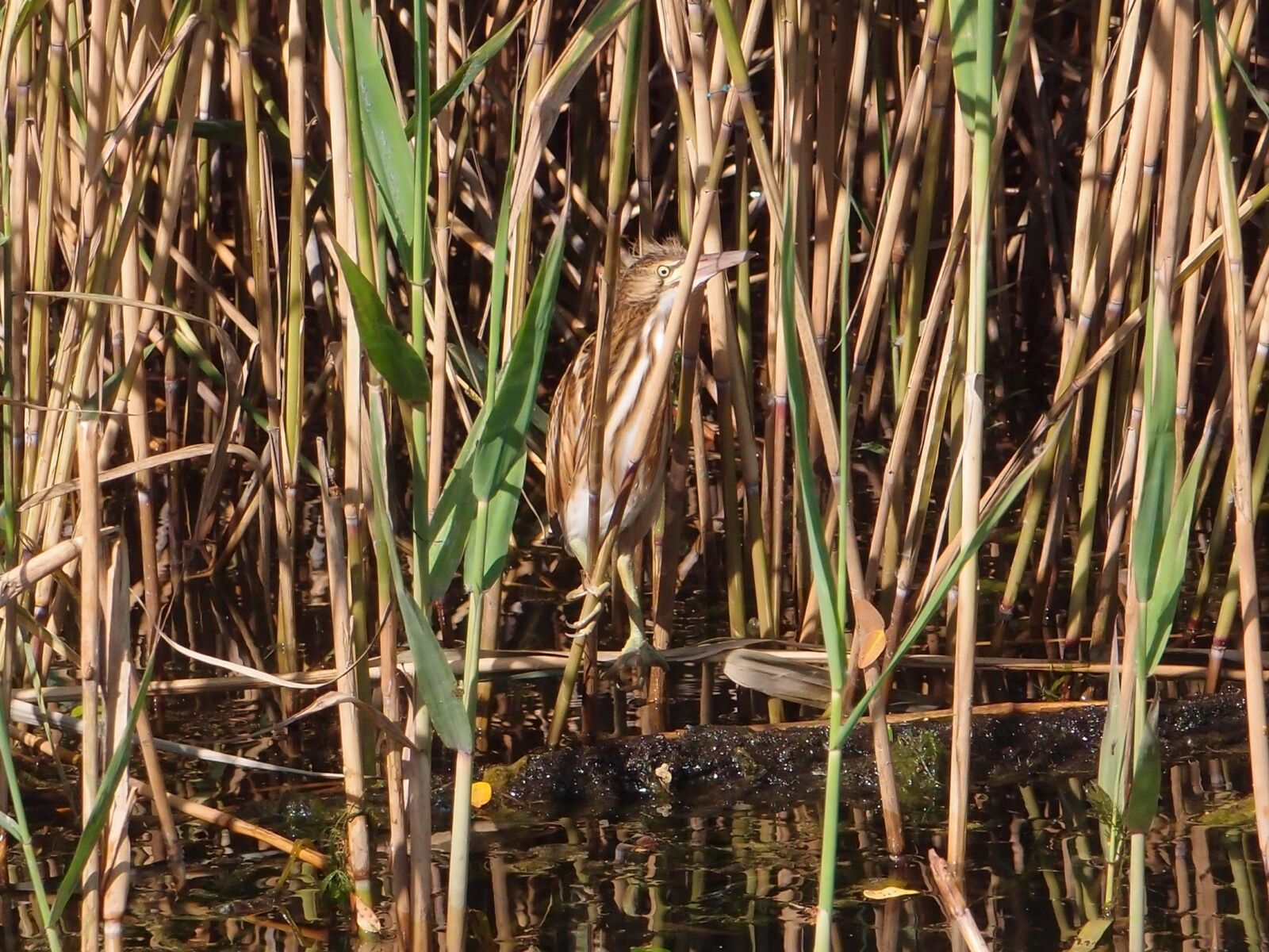 Olympus XZ-1 sample photo. Birds, bird, bird river photography