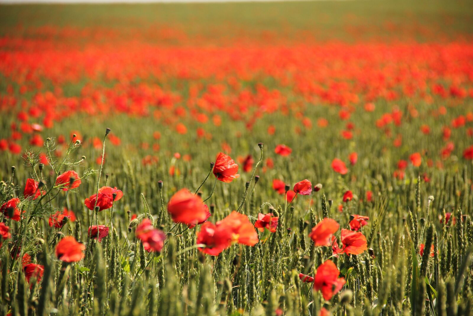 Canon EF-S 18-135mm F3.5-5.6 IS sample photo. Field, poppy, corn poppy photography