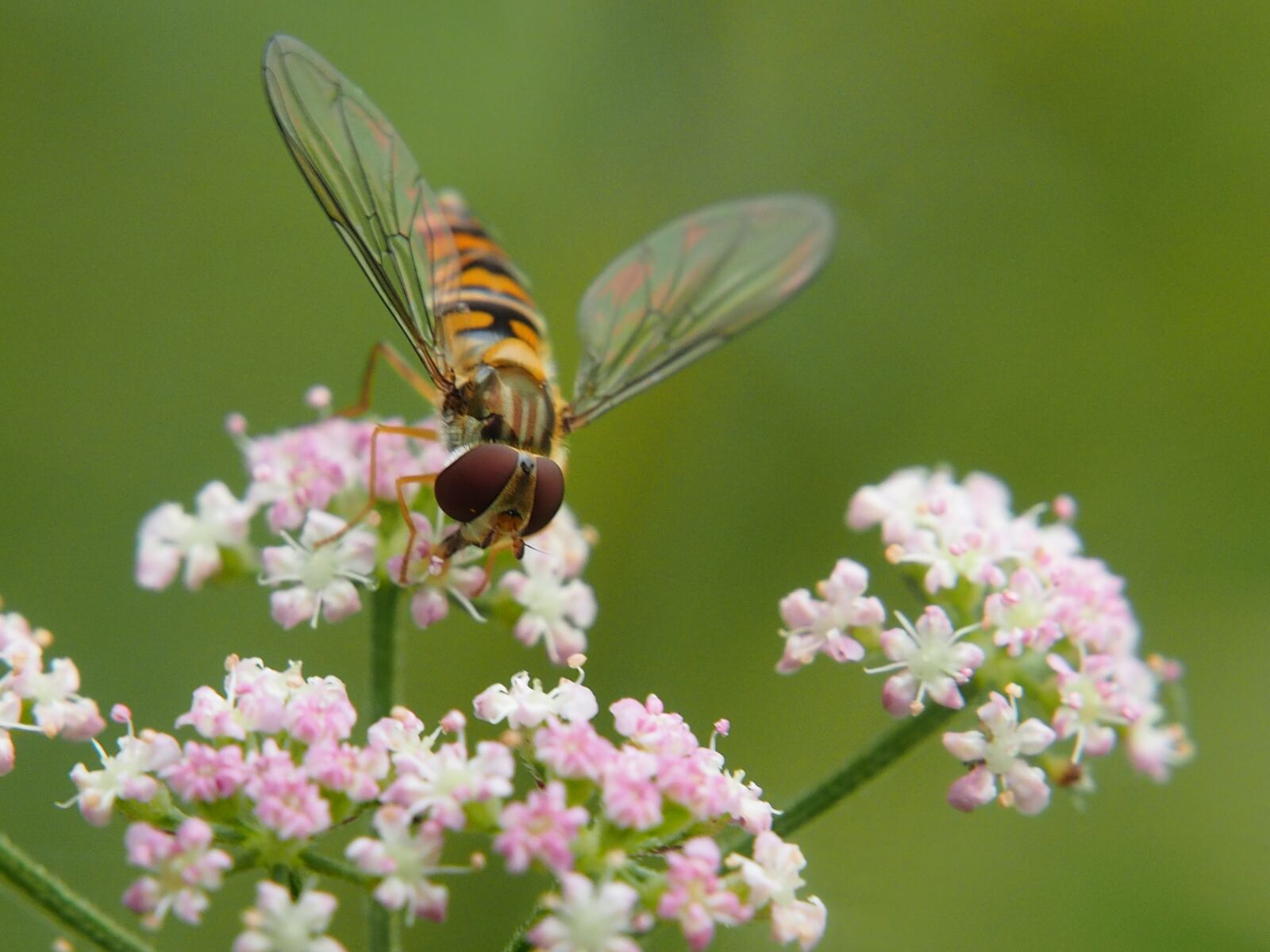 Olympus OM-D E-M1 sample photo. Insect, bug, hoverfly photography