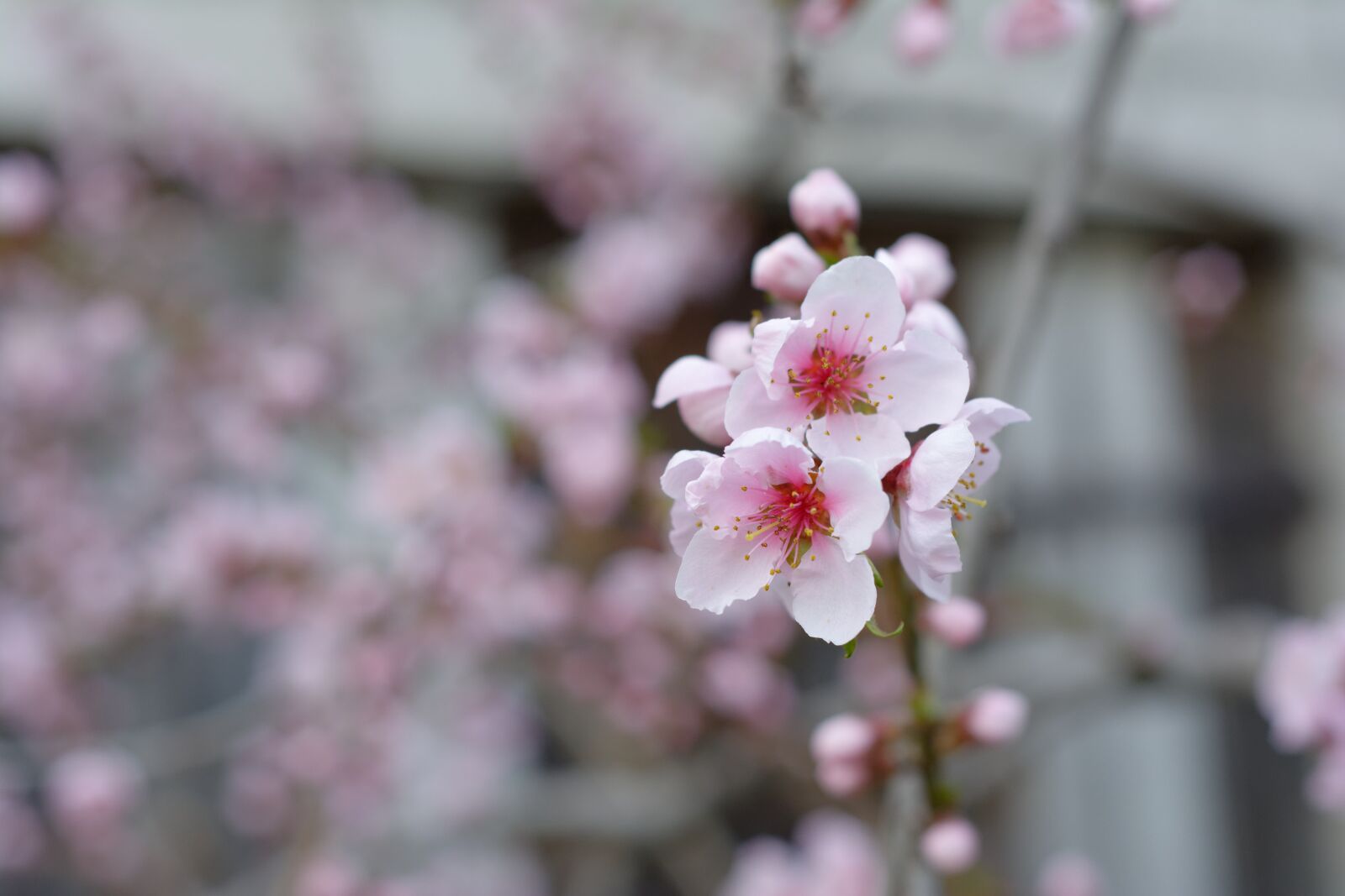 Nikon D5200 sample photo. Flowers, pale pink, nectarine photography
