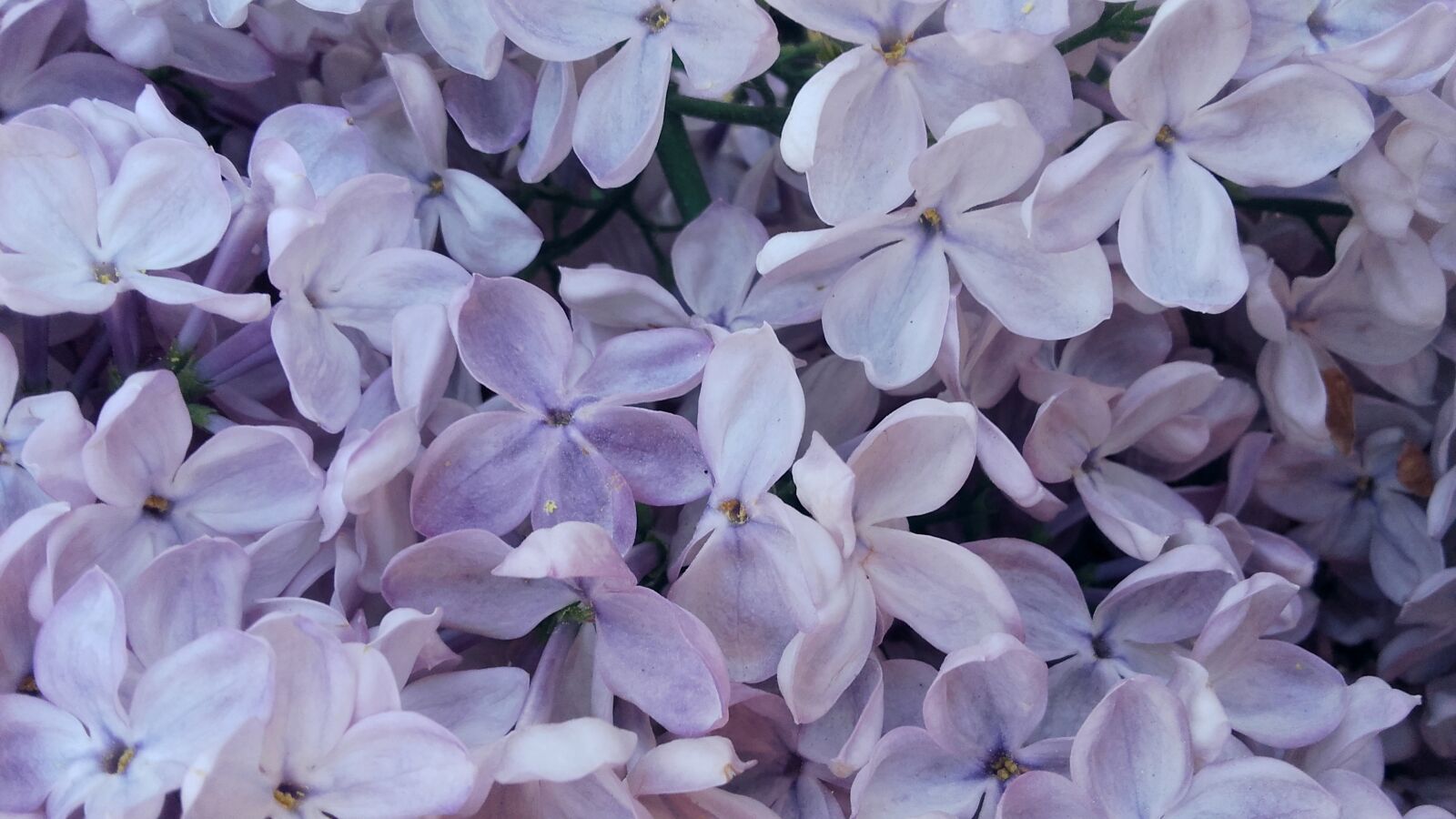 Samsung Galaxy Grand Prime sample photo. Without, lilac, may photography