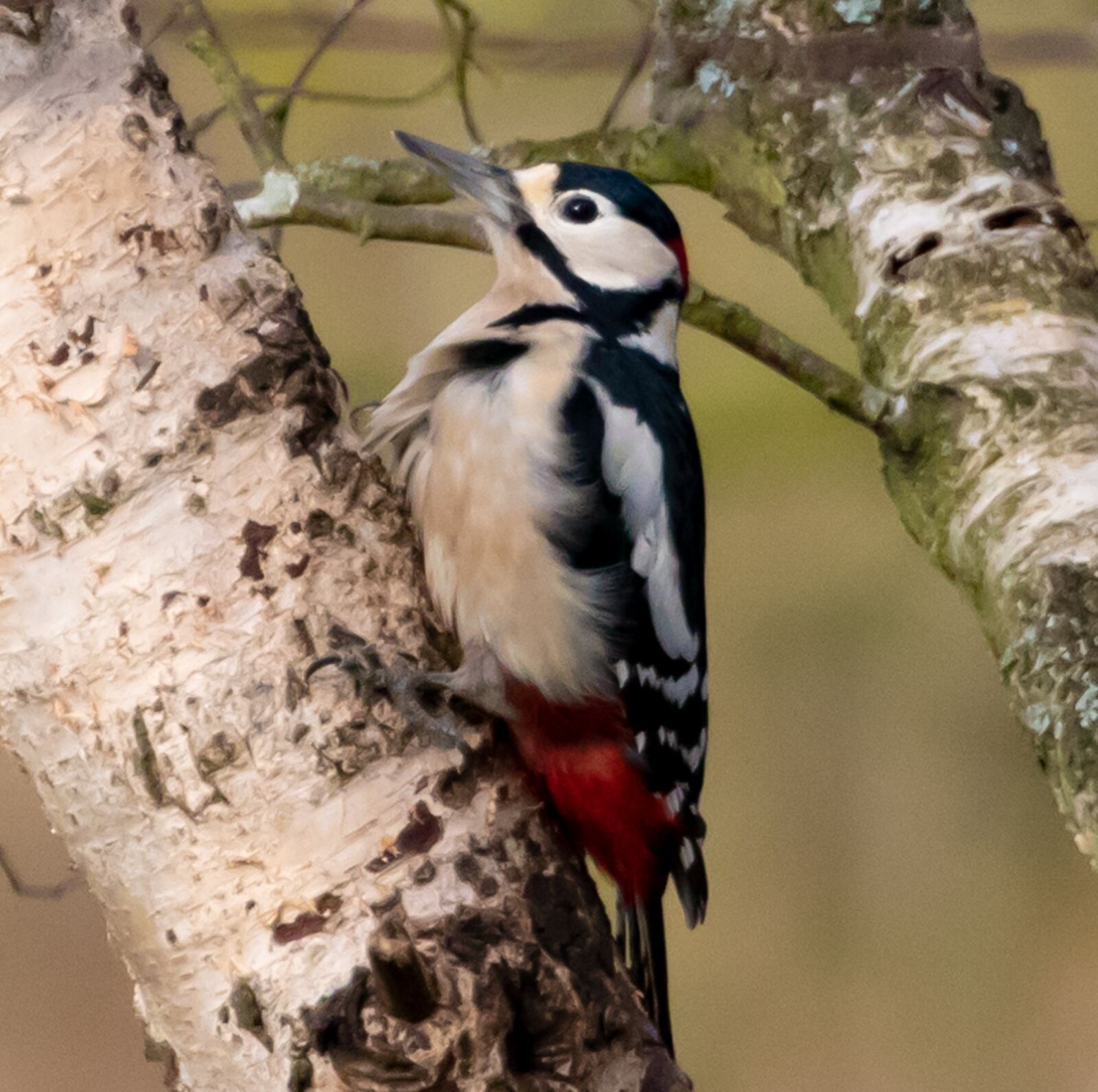 Canon EOS 7D Mark II sample photo. Great spotted woodpecker, woodpecker photography