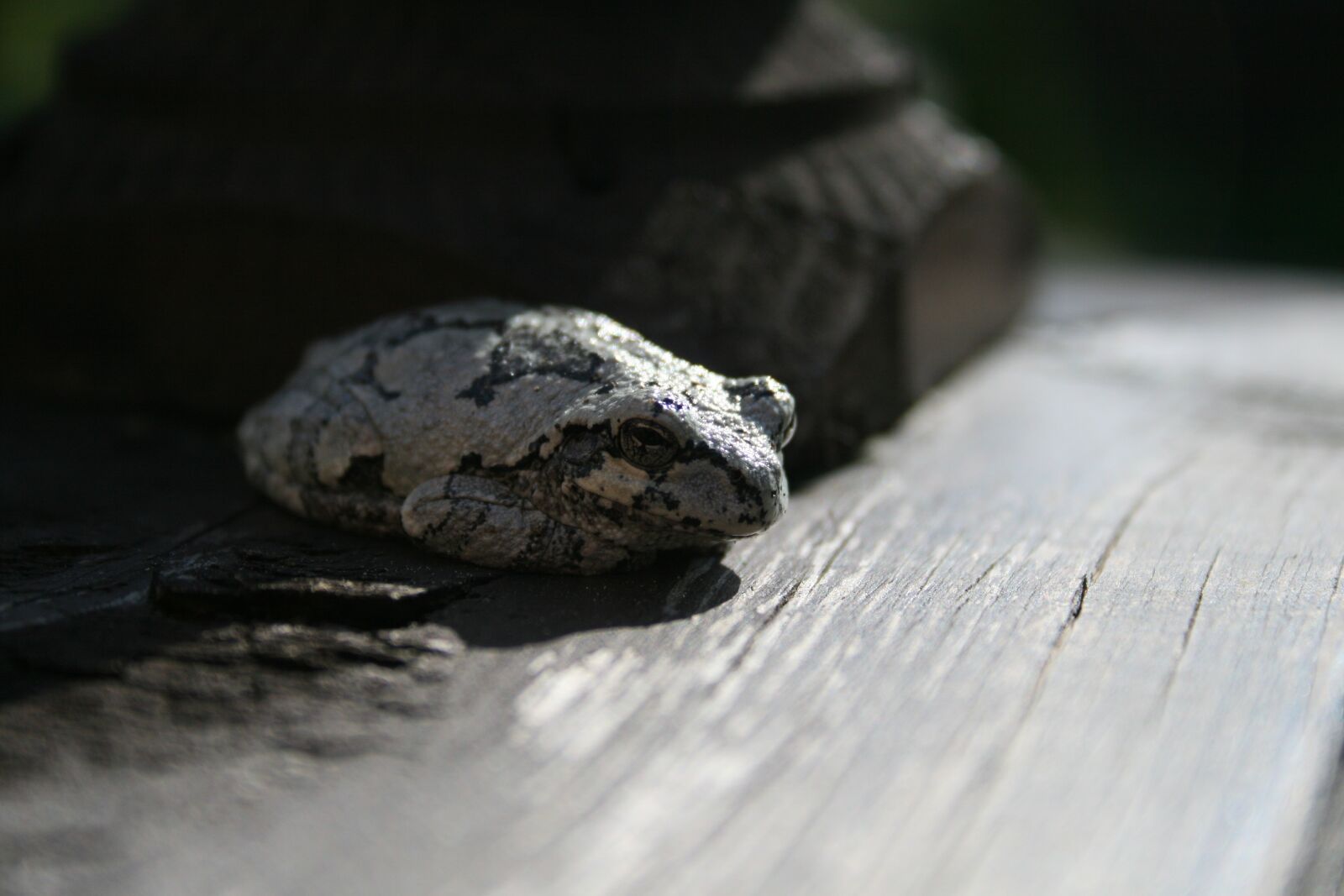 Canon EOS 400D (EOS Digital Rebel XTi / EOS Kiss Digital X) sample photo. Frog, wood, close photography