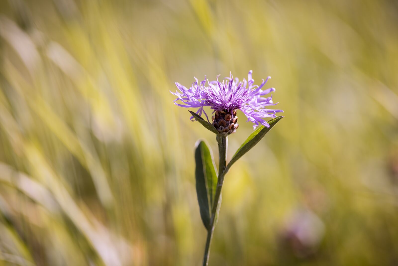 Nikon D750 sample photo. Bluets, wigs malvaceae, plant photography