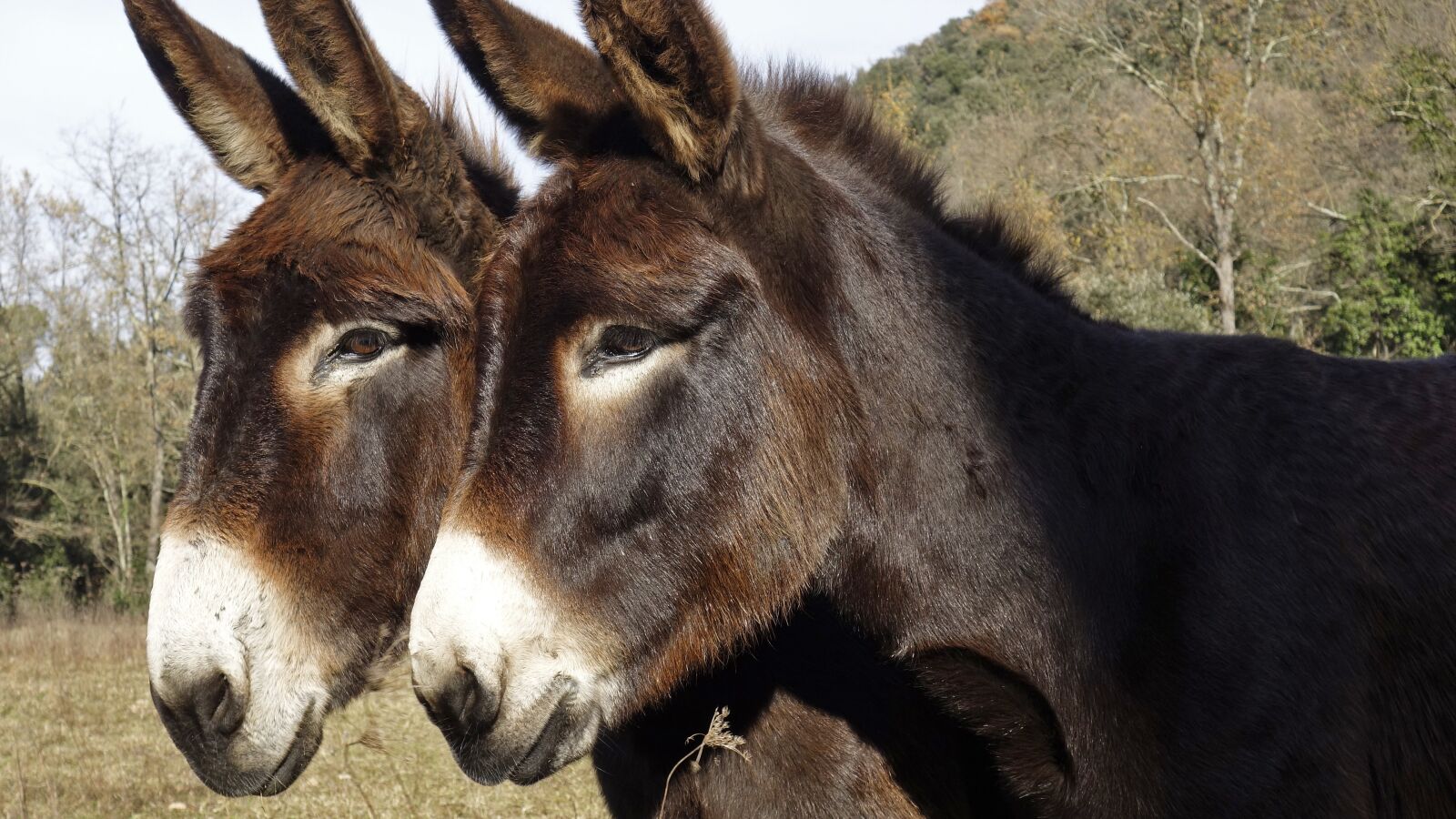 Sony Cyber-shot DSC-RX100 sample photo. Donkey, animal, face photography