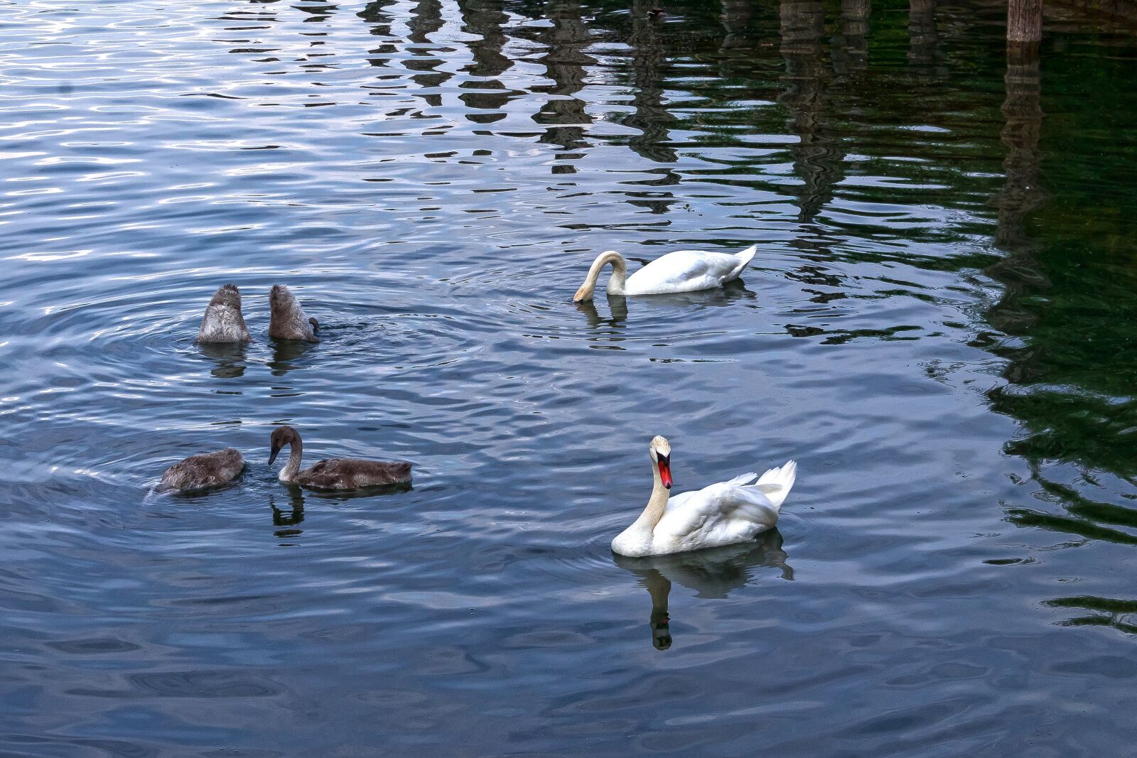 Canon EOS 1300D (EOS Rebel T6 / EOS Kiss X80) sample photo. Swan, pair, boy photography