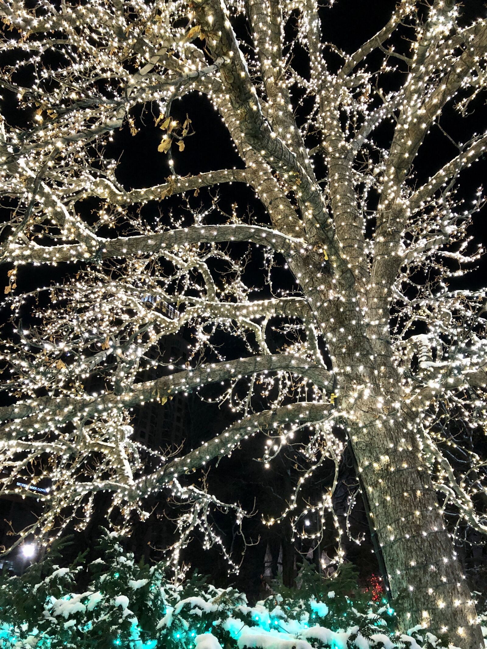 iPhone X back dual camera 4mm f/1.8 sample photo. Tree, light, christmas photography
