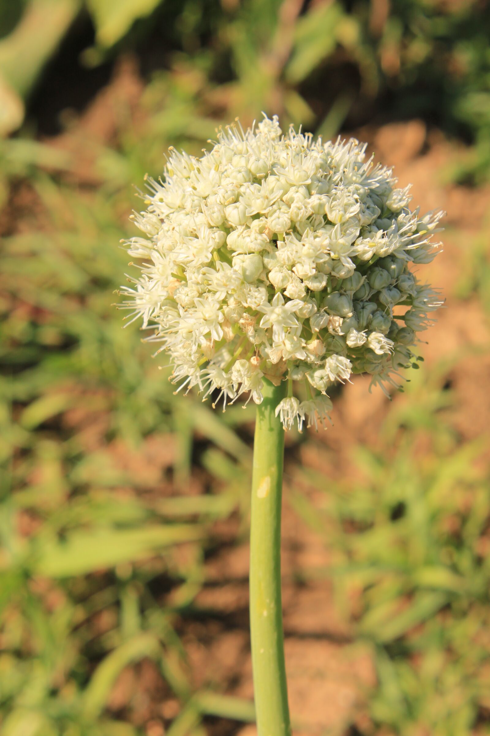 Canon EOS 500D (EOS Rebel T1i / EOS Kiss X3) sample photo. Blossom, crops, globes photography