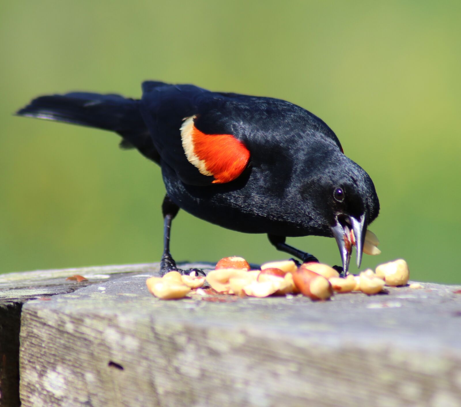 Canon EOS 80D sample photo. Blackbird, red, wing photography