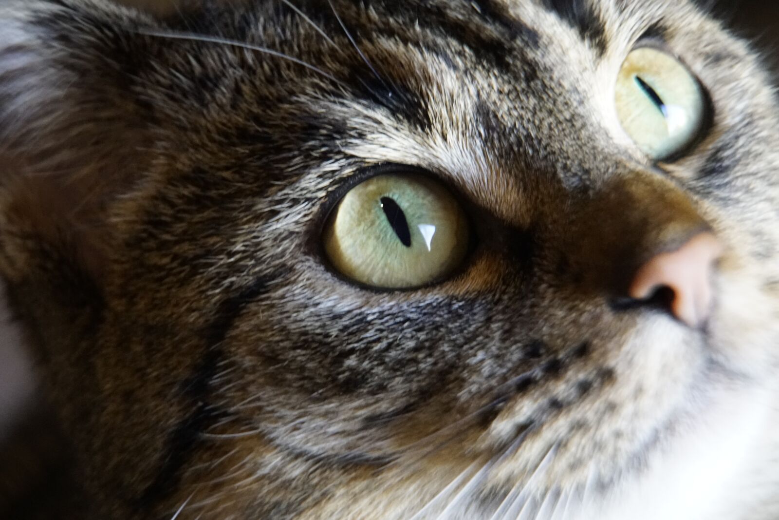 Sony a7R II + Sony E PZ 18-105mm F4 G OSS sample photo. Cat, eye, face photography