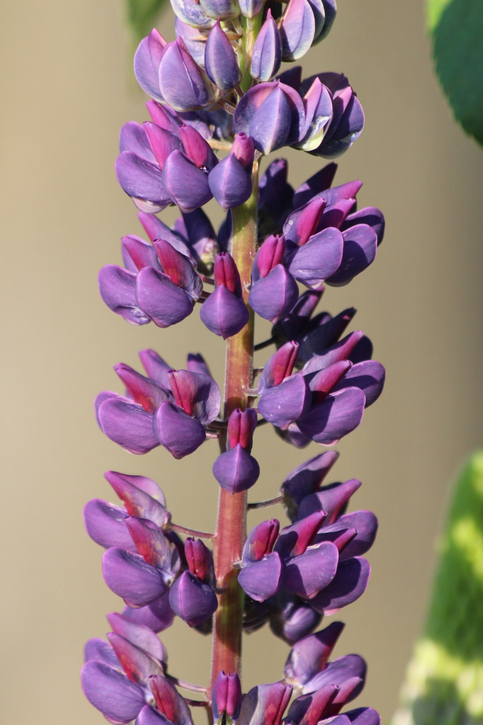 Canon EOS 650D (EOS Rebel T4i / EOS Kiss X6i) sample photo. Lupine, flower, morning photography