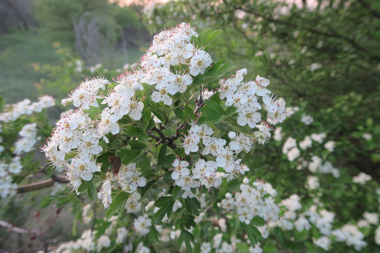 Canon PowerShot G7 X sample photo. Flower, plant, nature photography