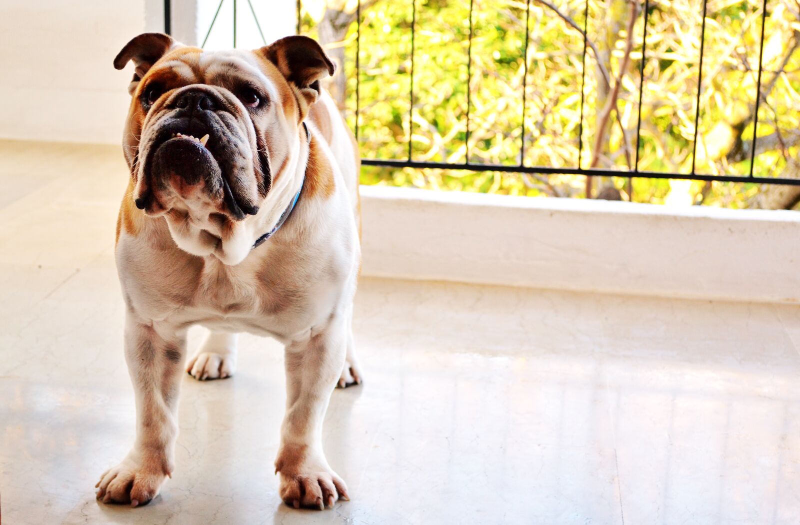 Nikon D3100 sample photo. Animal, english, bulldog photography