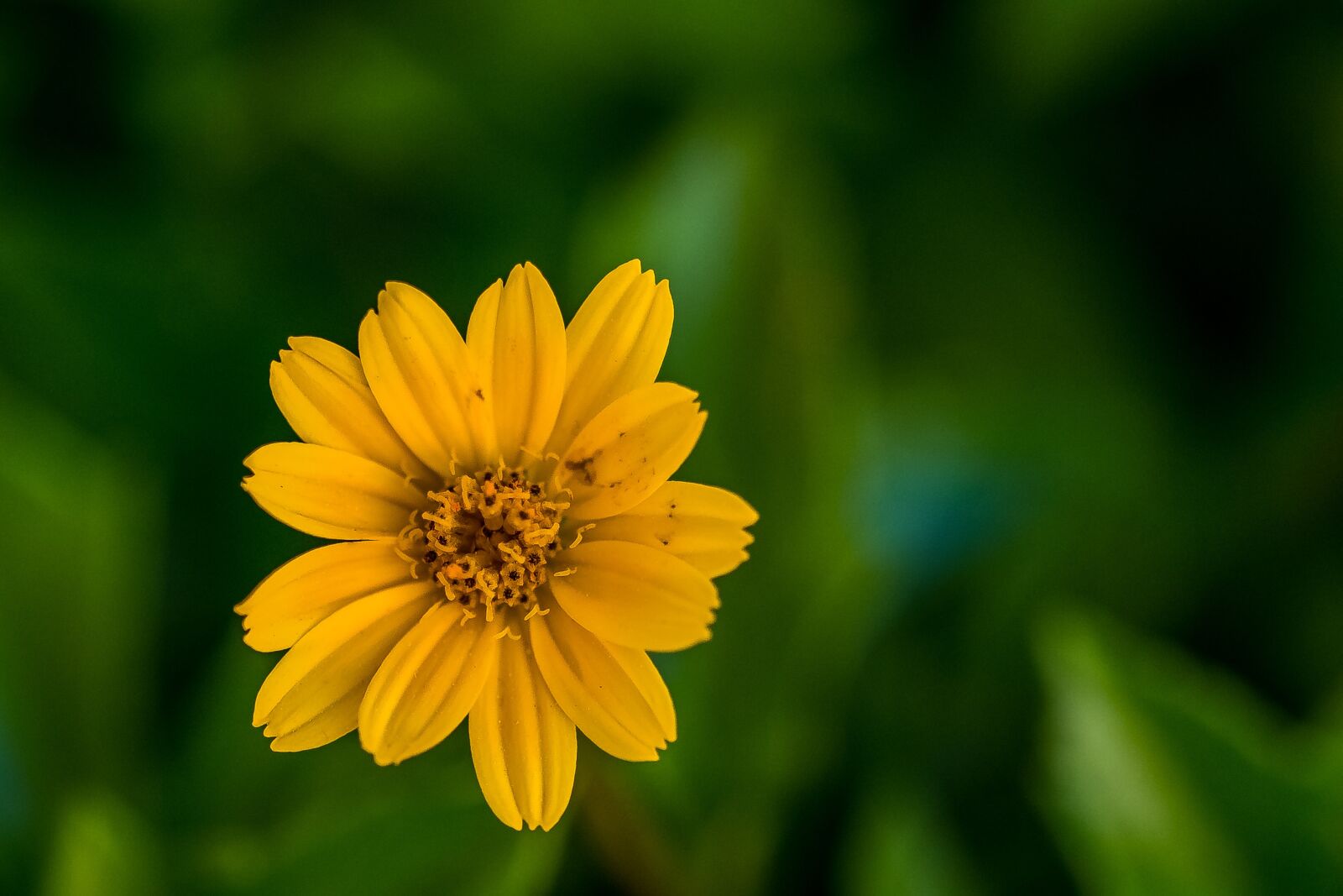 Nikon D750 sample photo. Plants, flower, sunflower photography