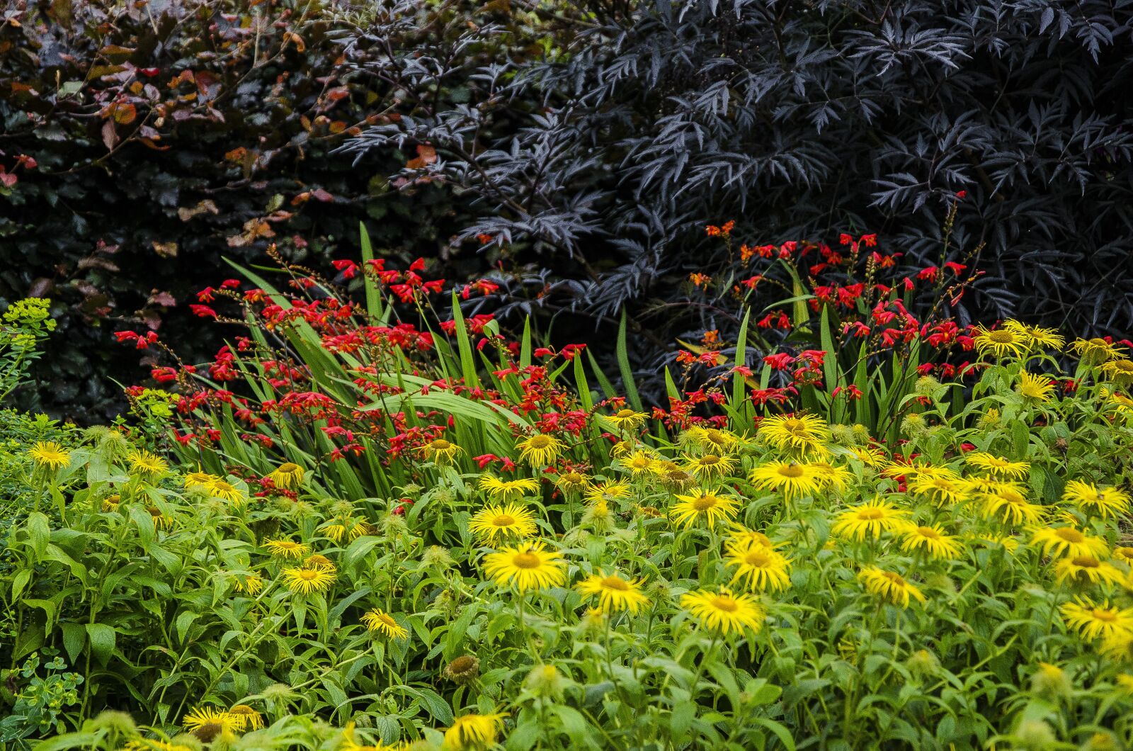 Nikon D7000 sample photo. Flora, green, reds photography