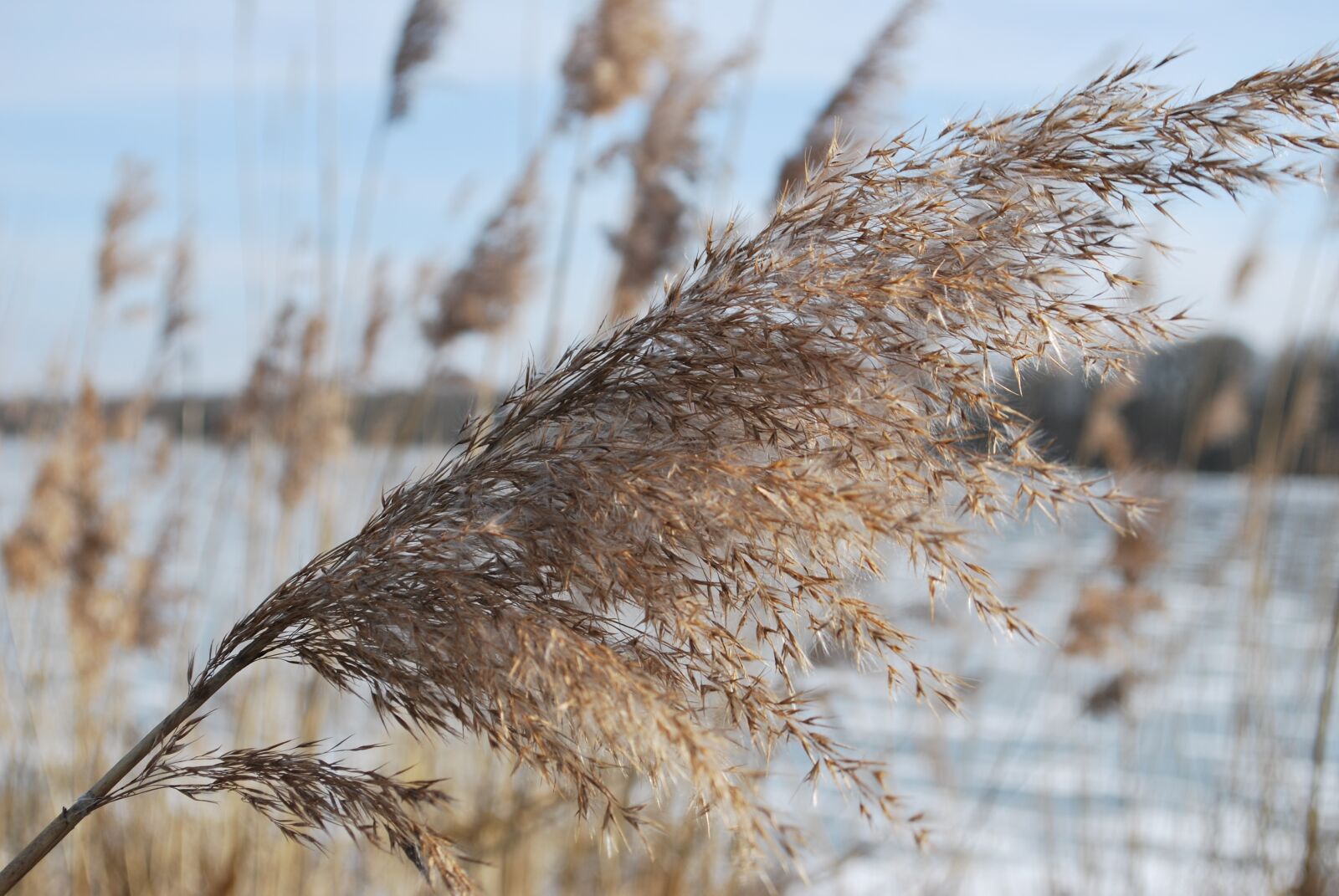 Nikon D60 sample photo. Nature, winter, snow photography