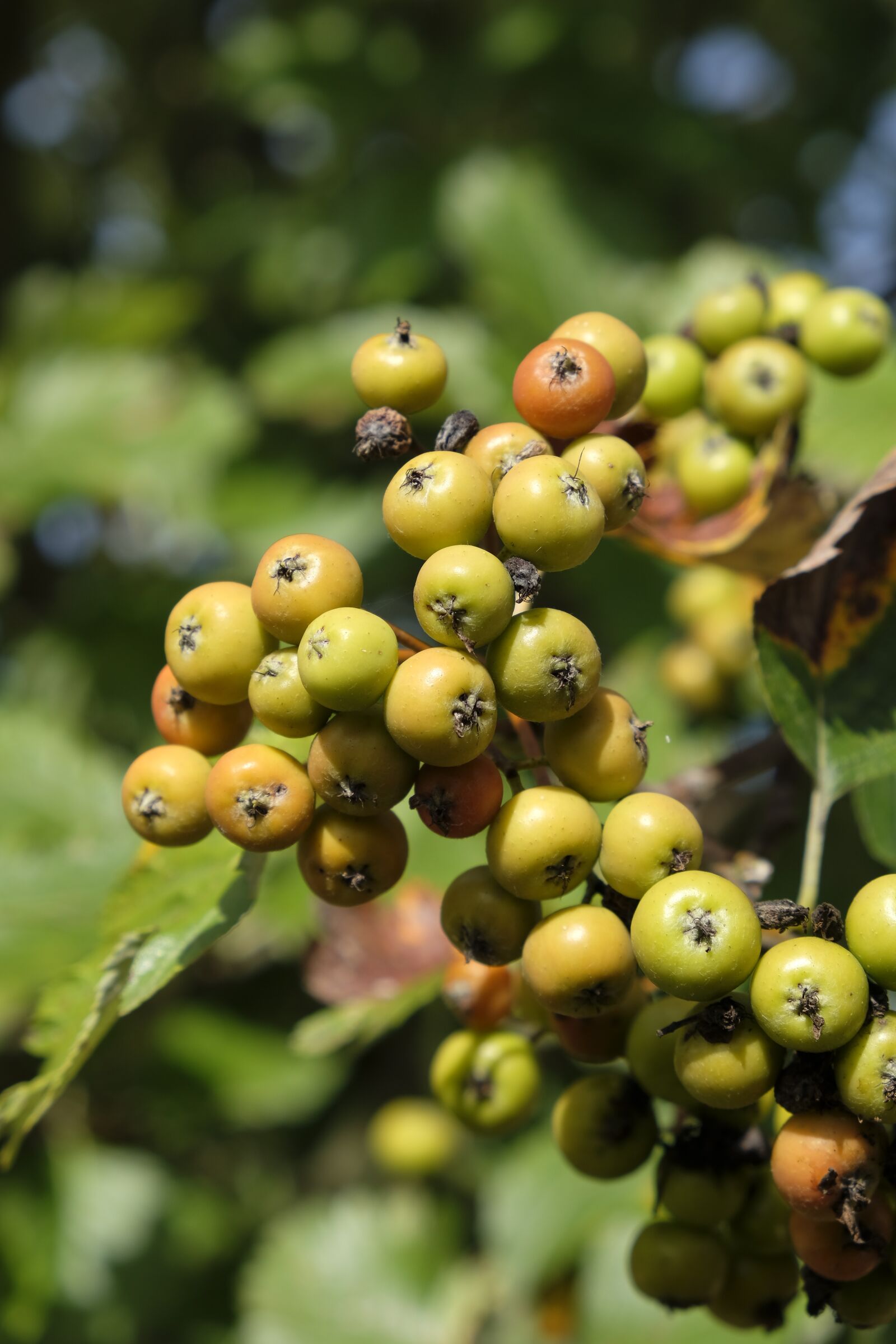 Fujifilm XF 18-55mm F2.8-4 R LM OIS sample photo. Berries, flour berries, sorbus photography
